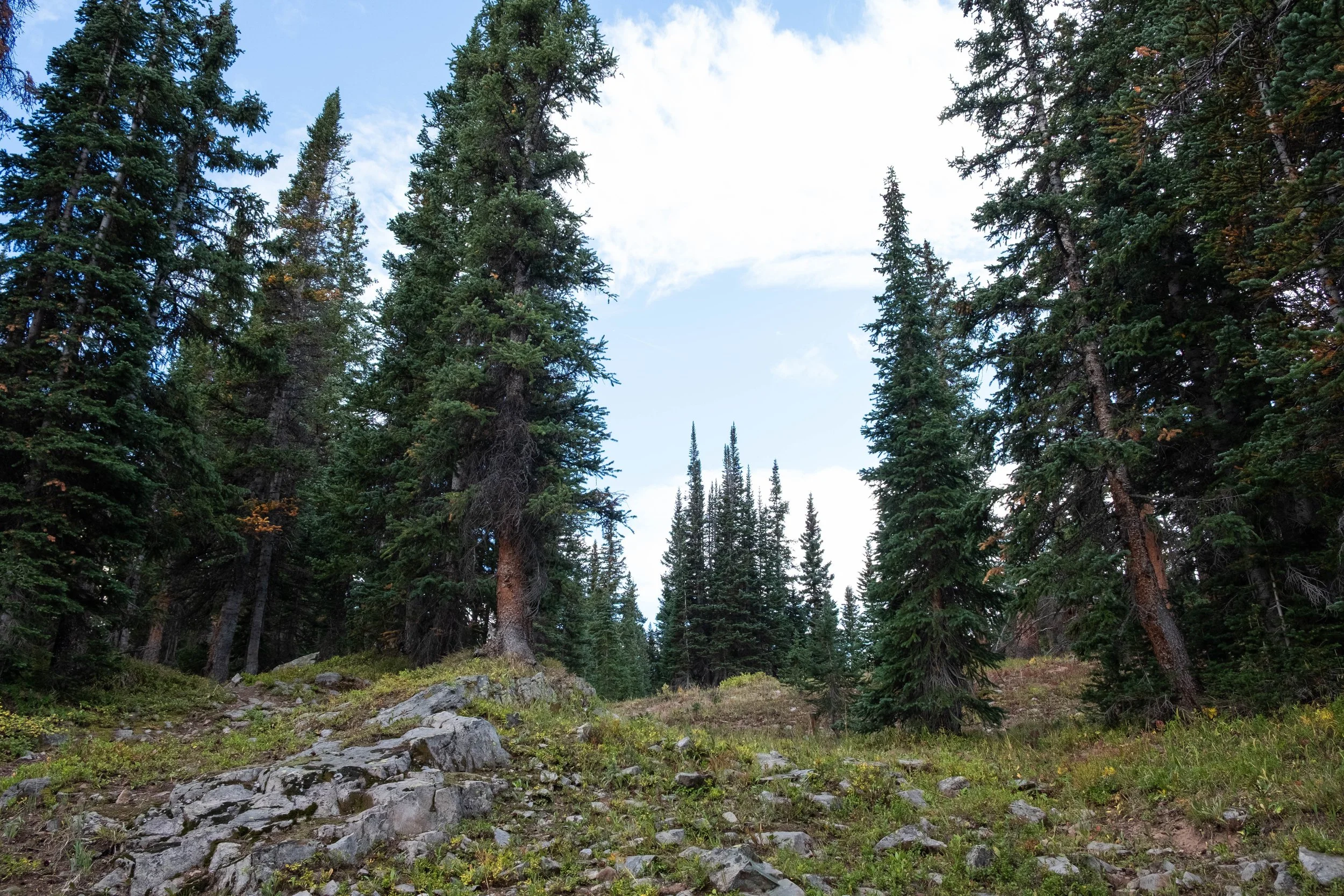 DSCF0616.jpg