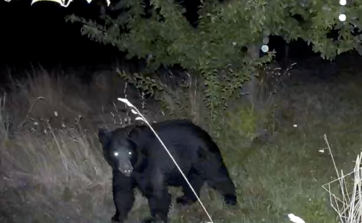 Black Bears: Living Beside Big Neighbors