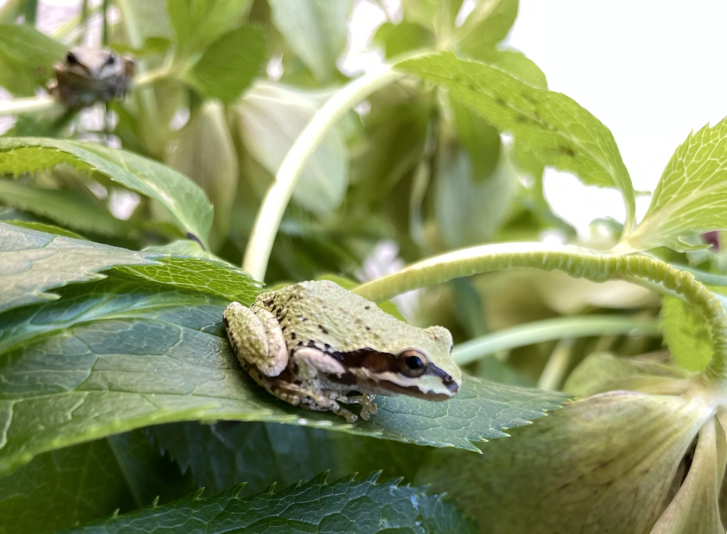 Pacific Tree Frogs: Small Voices, Big Signals