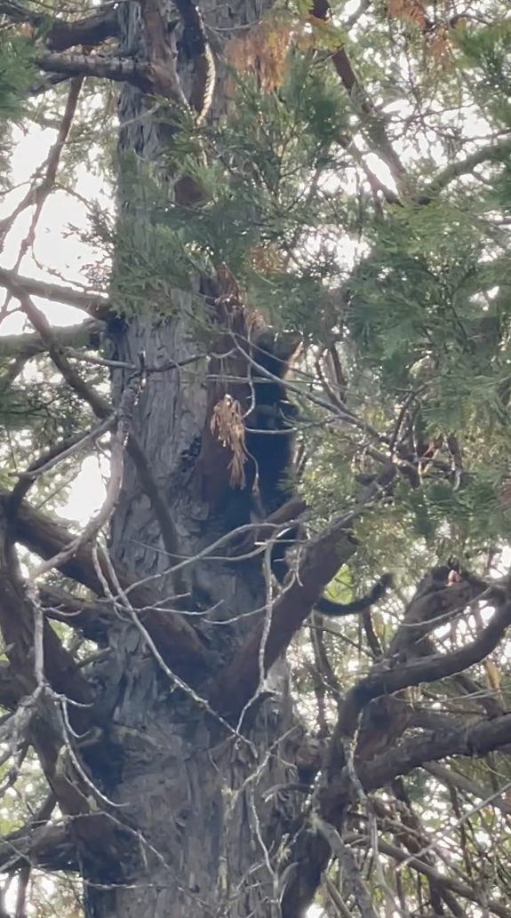 The Honor of Seeing a Pacific Fisher