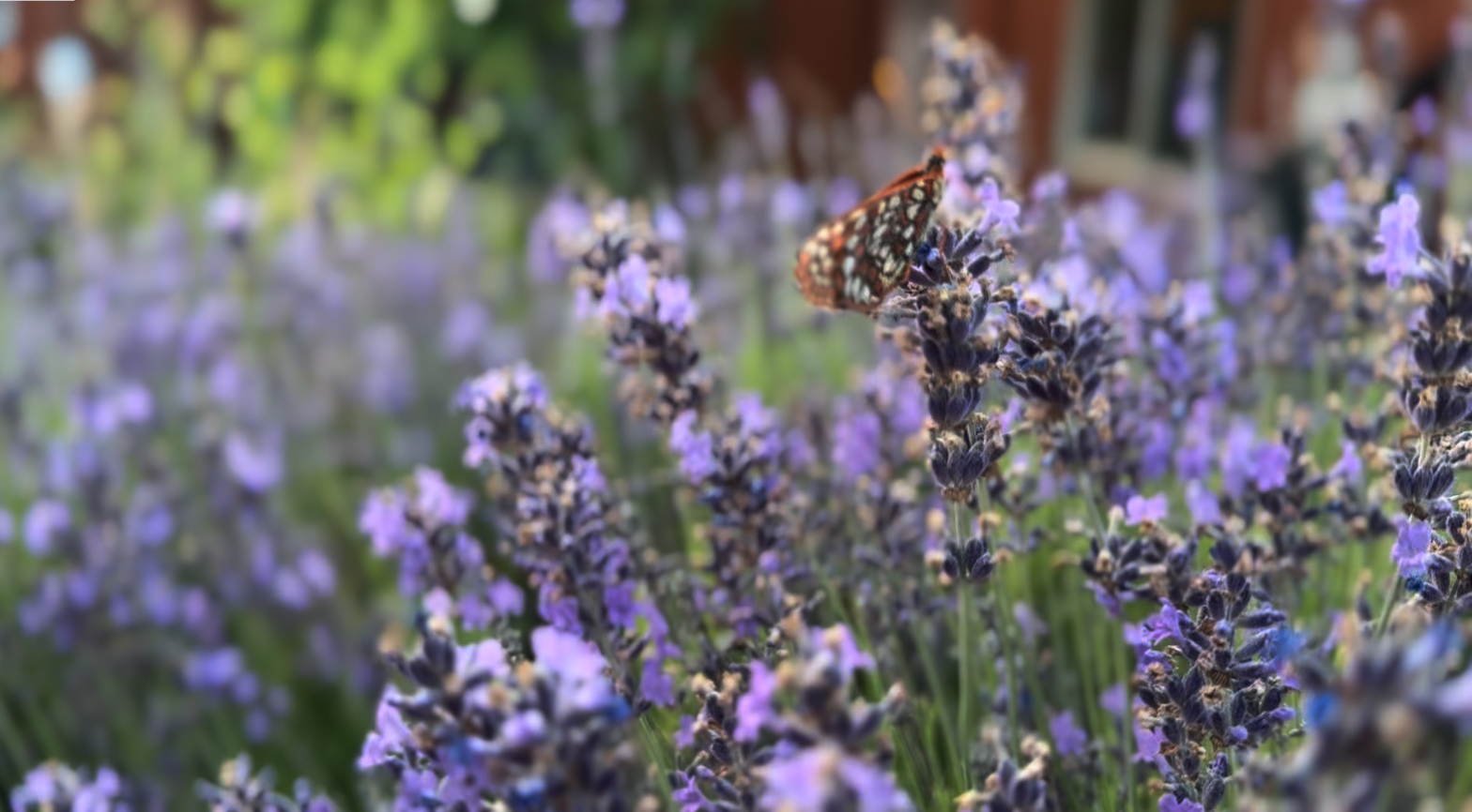 Lavender flowers with a butterfly and a bee.