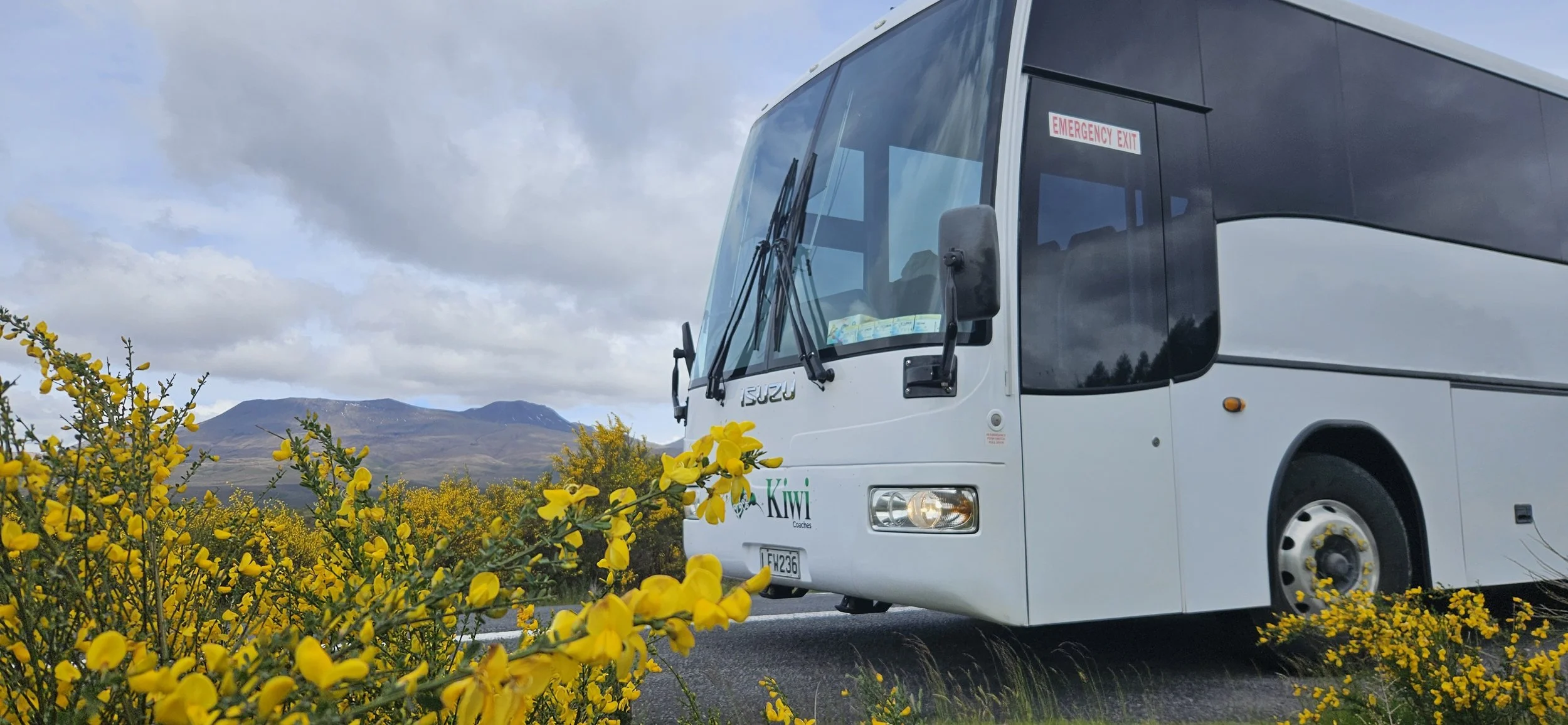 A white bus with the words "Kiwi Coaches" on it, parked on the side of the road with yellow flowers in the foreground and mountains in the background under cloudy skies.