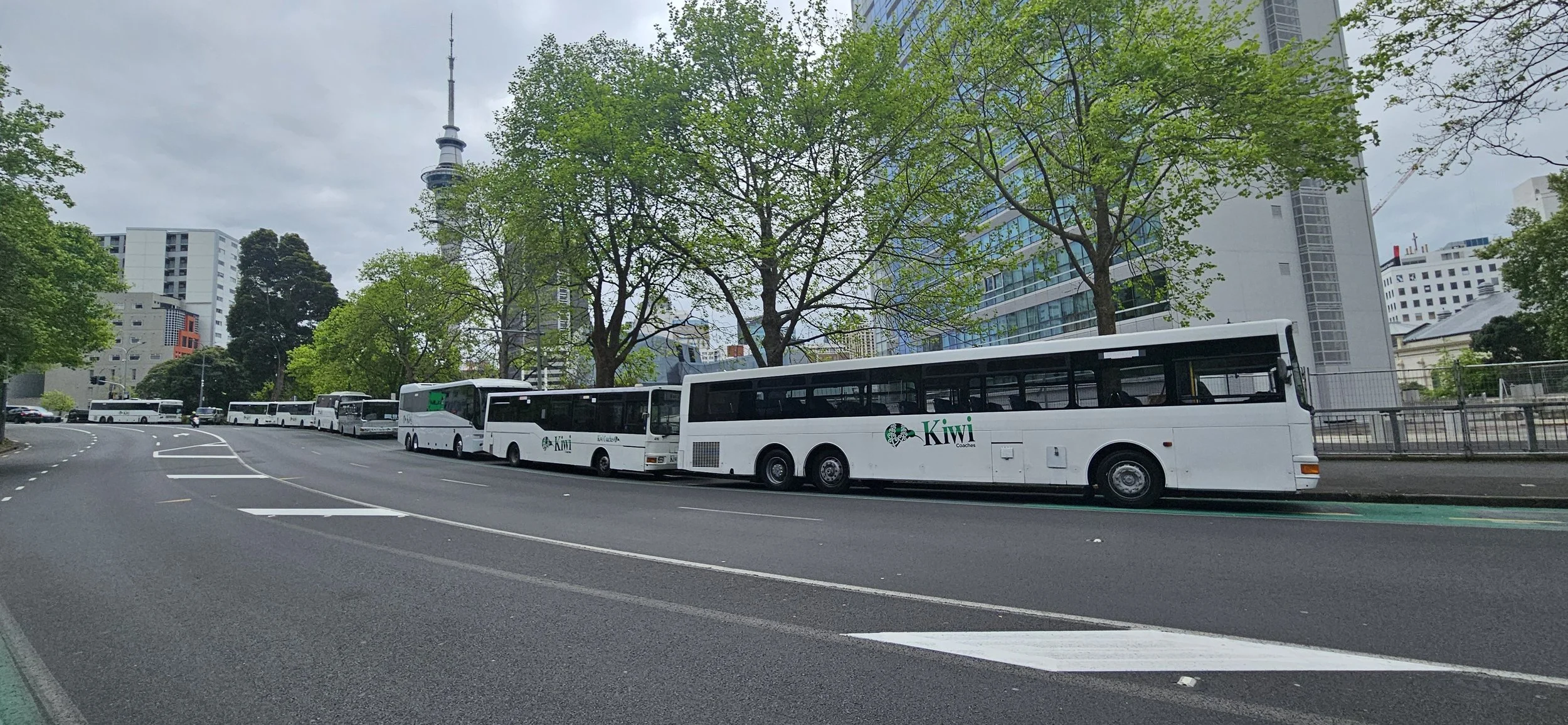 Line of white buses with green Kiwi Coaches logo parked along a city street with trees and tall buildings, including an antenna tower, visible in the background.