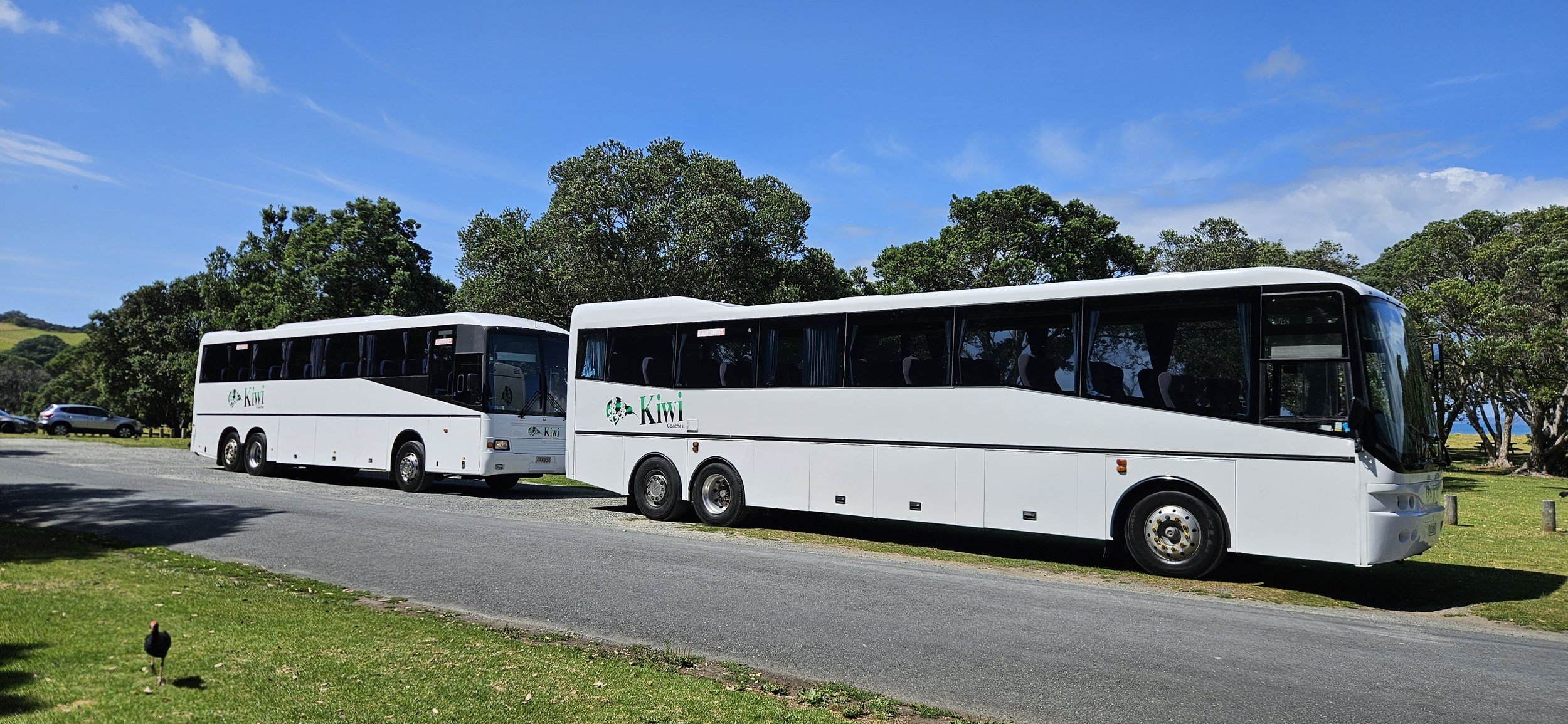 Two white Kiwi Coaches buses parked on a grassy area with trees and a blue sky in the background.