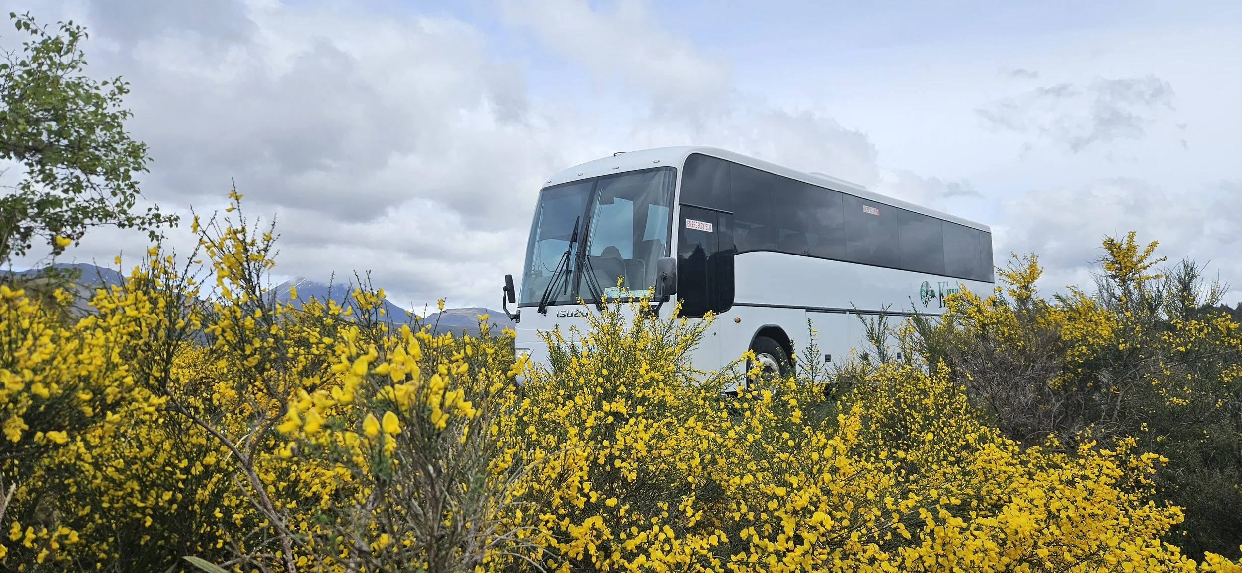 White bus parked amidst yellow flowering bushes with mountains in the background under cloudy sky.