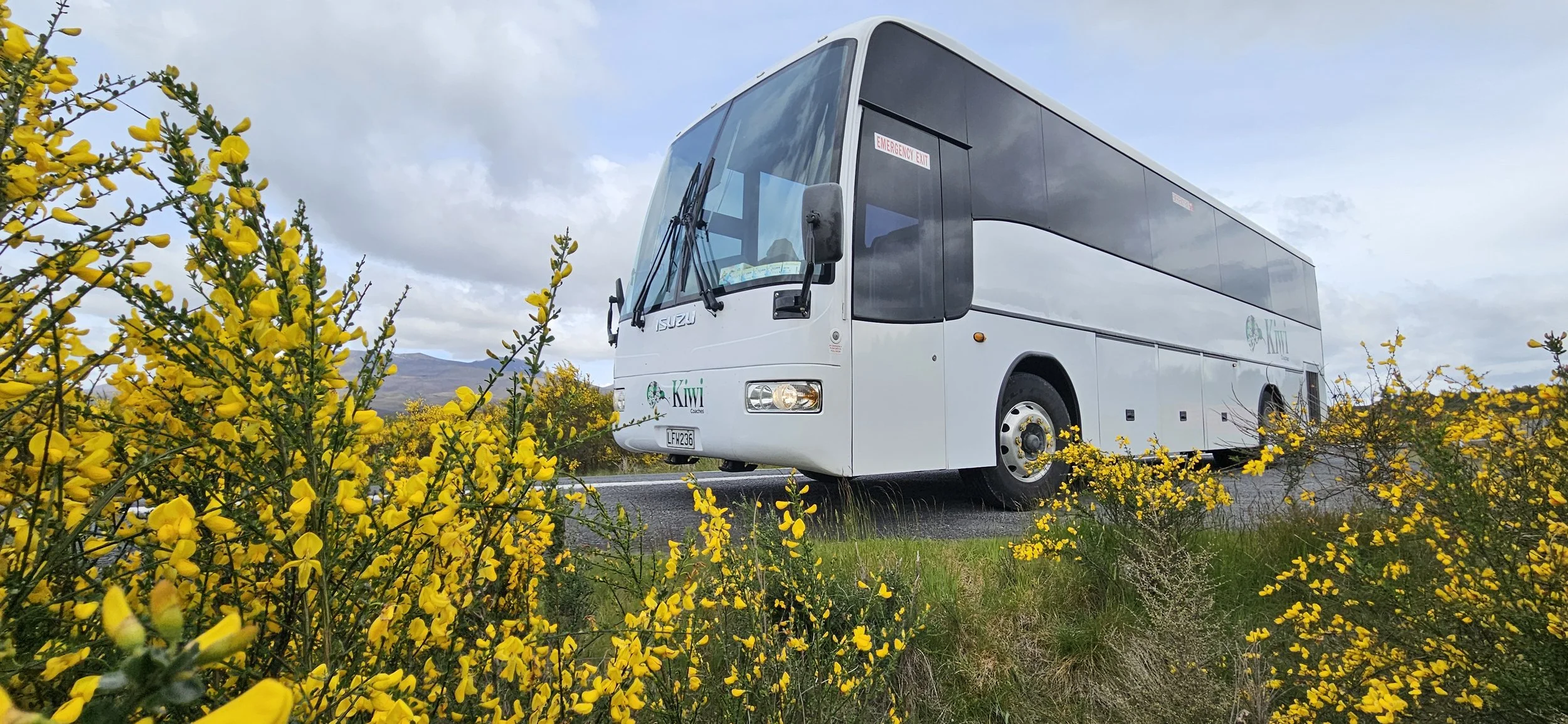A white bus on a rural road surrounded by yellow flowering bushes with a cloudy sky in the background.