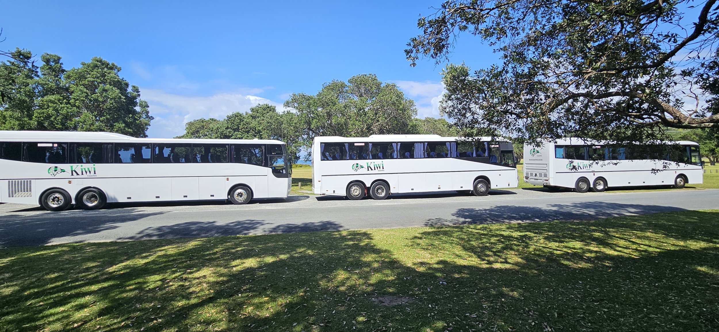 Three white Kiwi Coaches buses parked on a street in a park, with trees and a blue sky in the background.