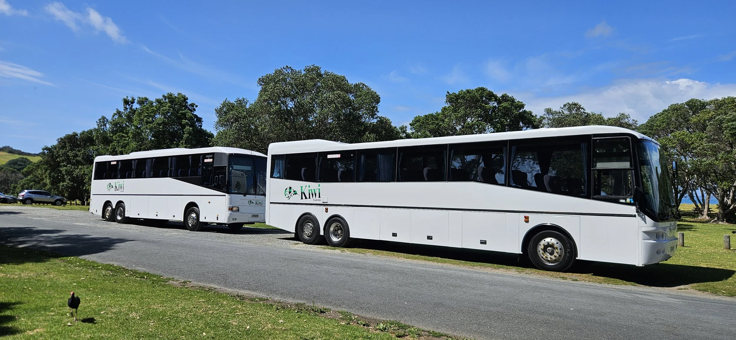 Two white Kiwi Coaches buses parked on a grassy area with trees, cars, and a blue sky in the background.