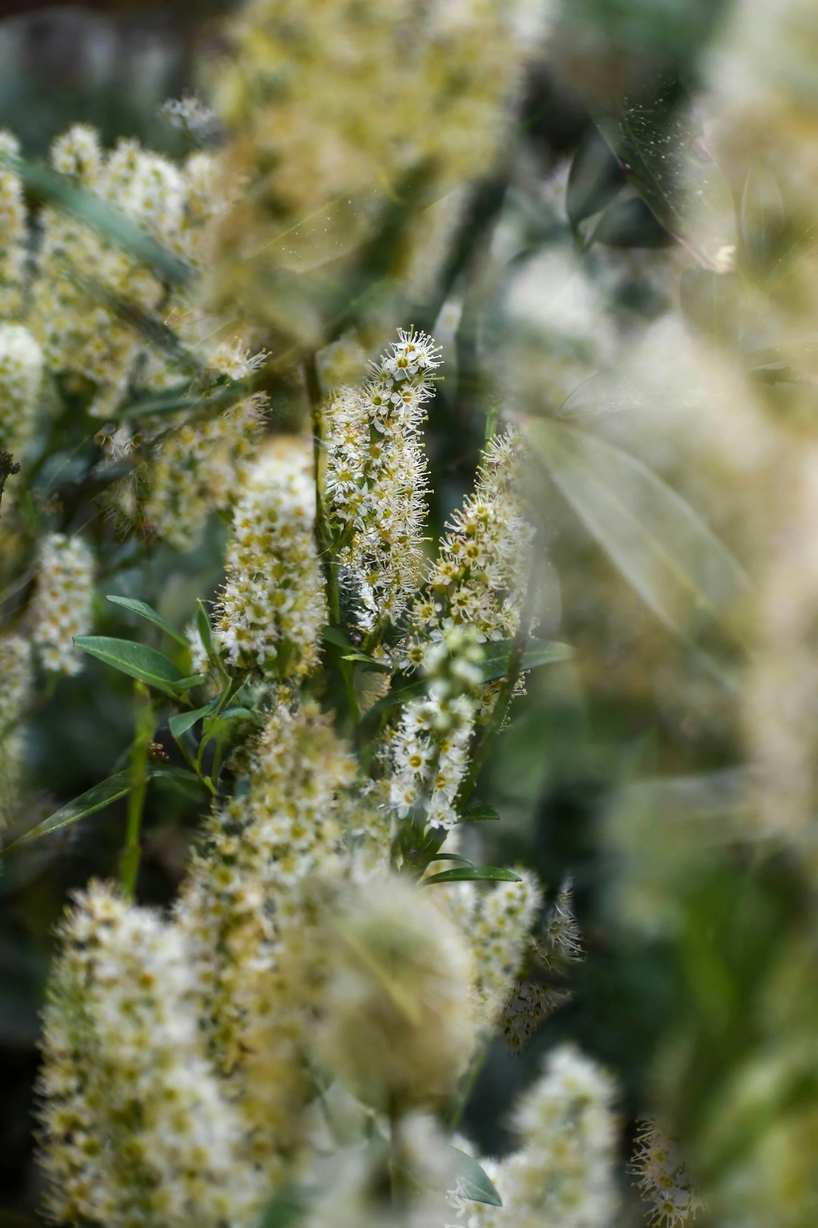 The vibration plate.