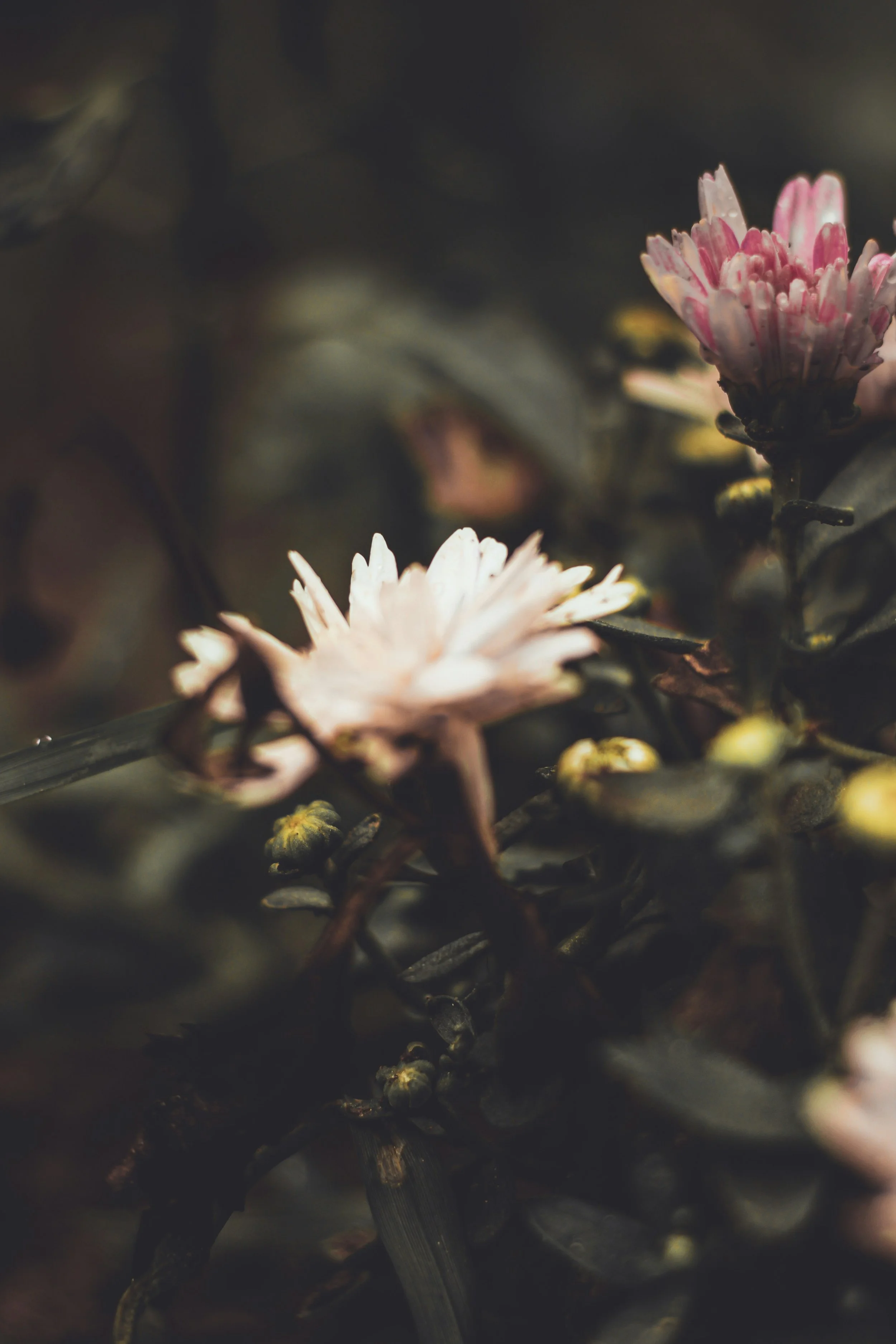 Muscle Testing Course with 1 hour Zoom Call.