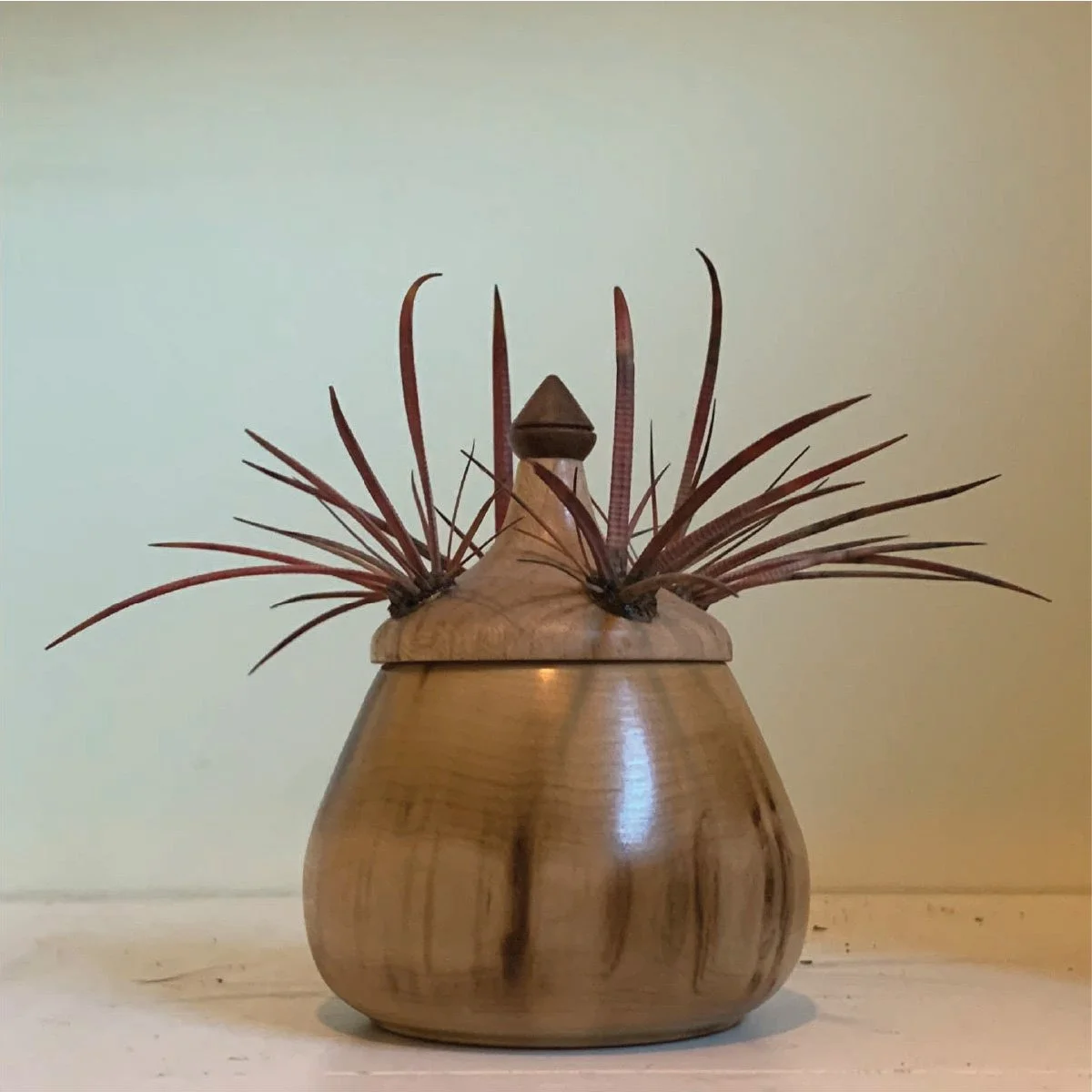 Rainbow Poplar Box Guarded with Cactus Spikes