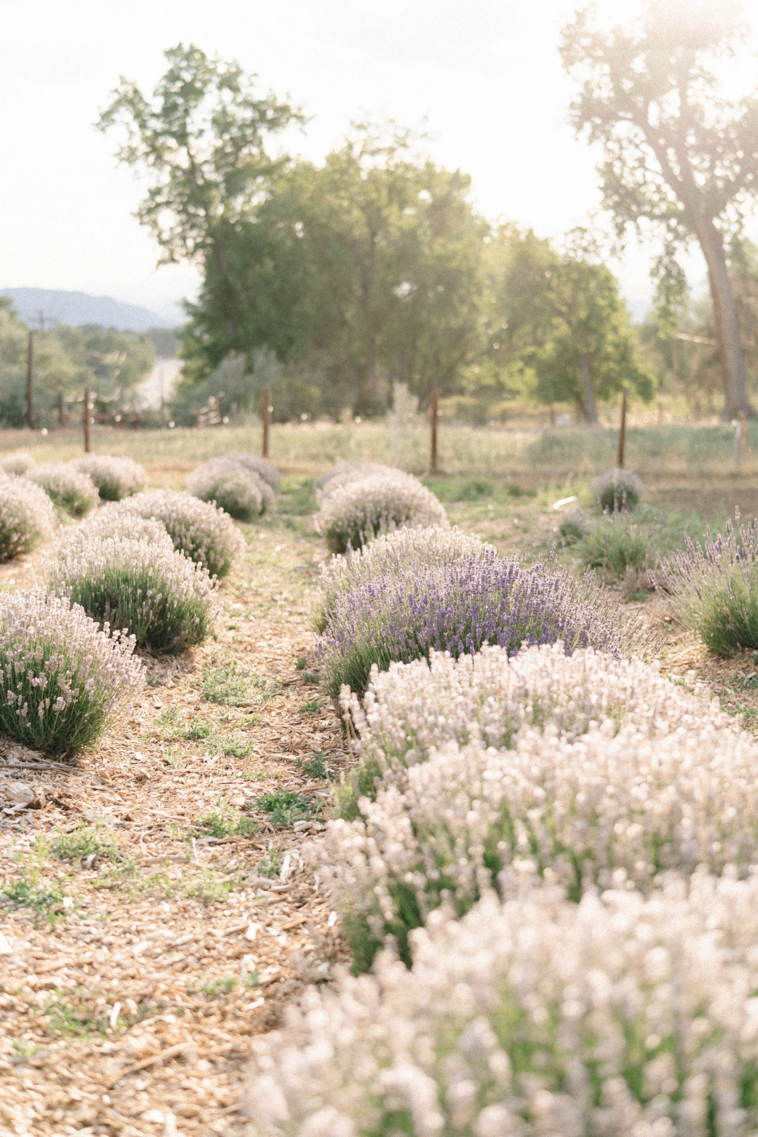 Balto Farms: The Boulder Farm You'll Want to Visit All Summer Long 