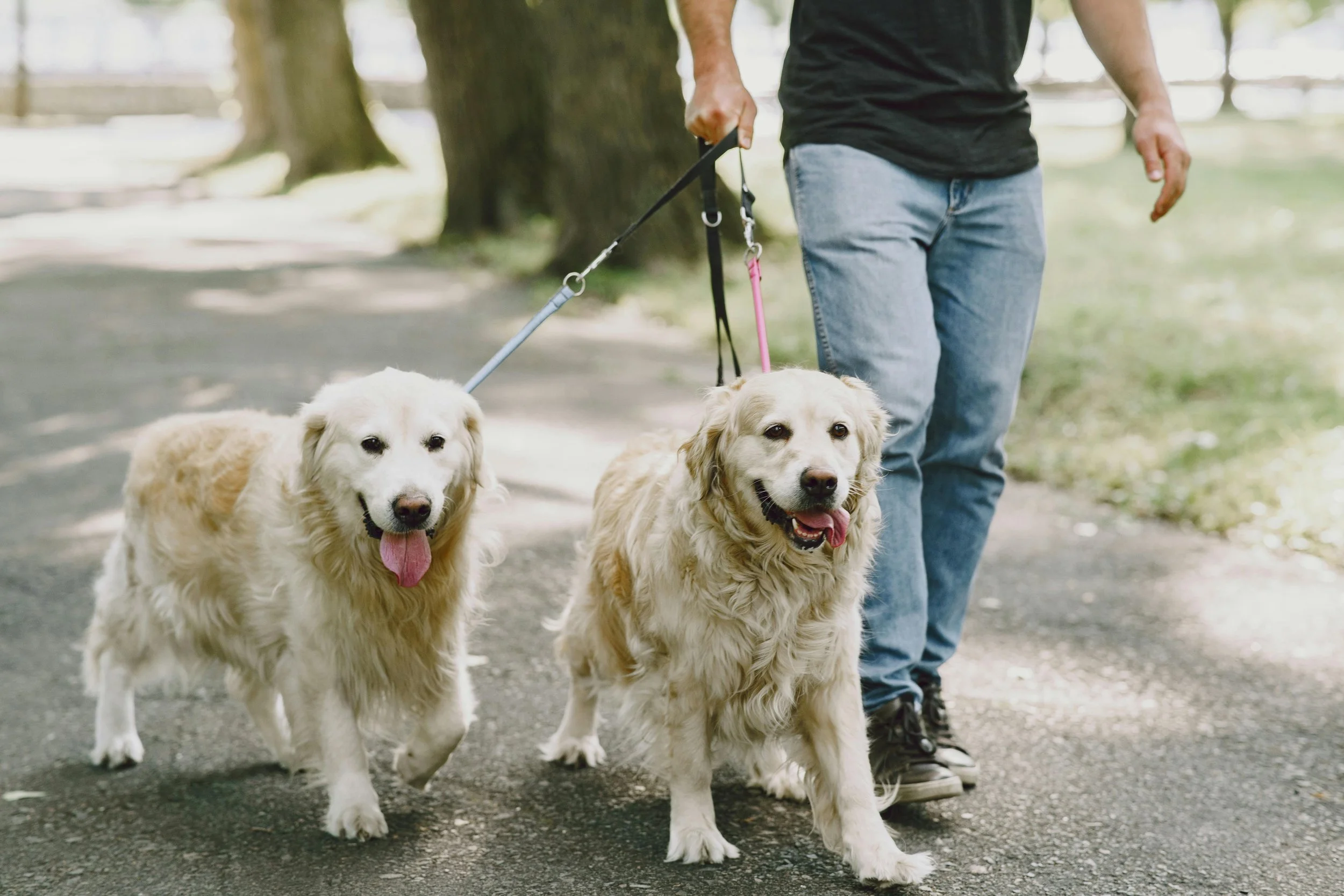 Two golden retrievers getting walked