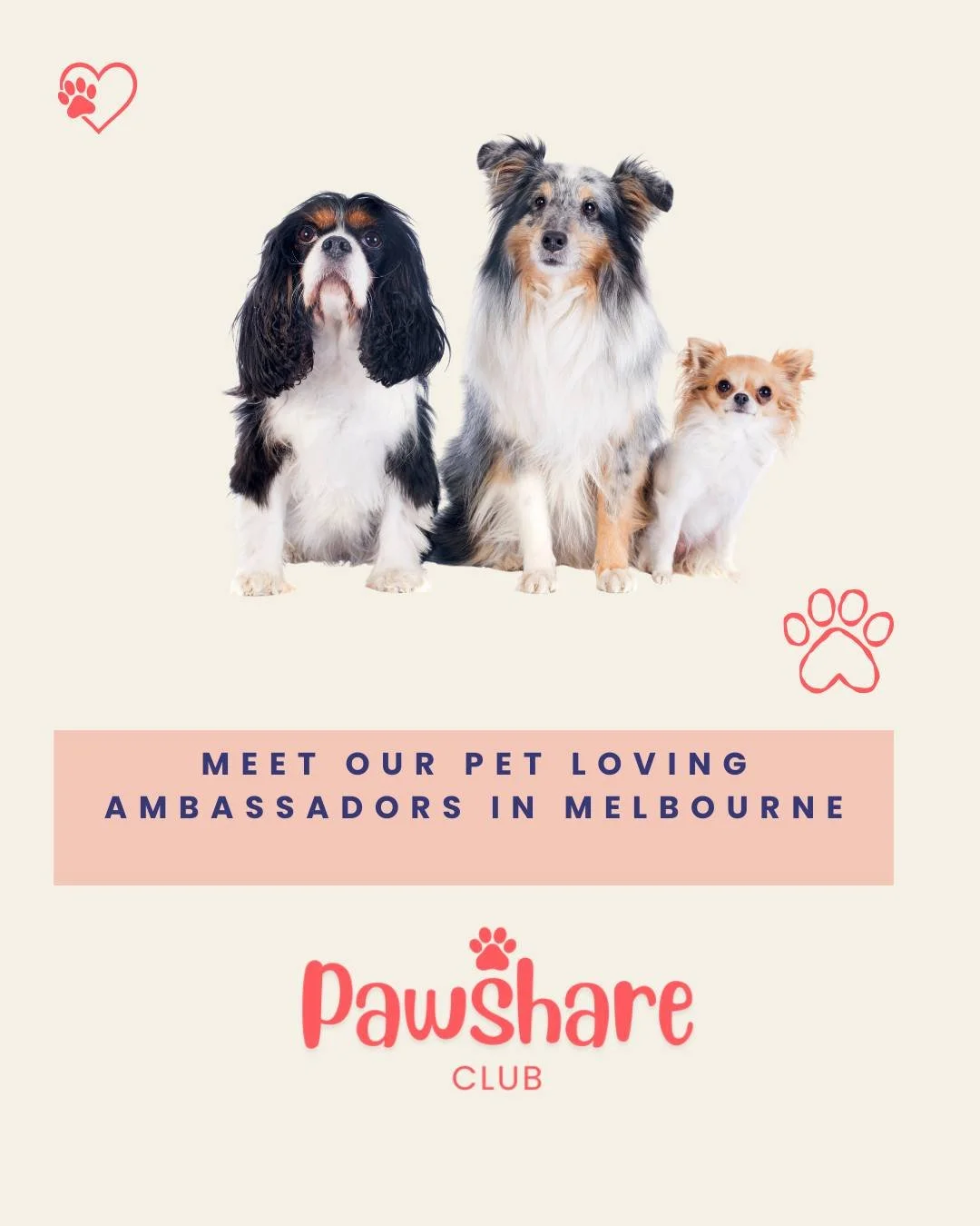 Meet our Pawshare Club community ambassadors 🐾 They are community members who contribute in different ways &mdash; from hosting local meetups and building connections with other businesses, to supporting research, and behind-the-scenes work that hel
