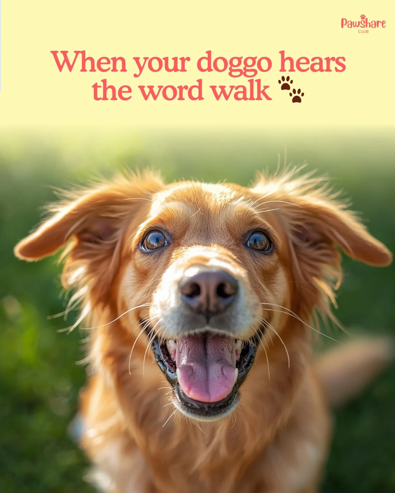 POV: Your dog just heard walk and now expects the best day ever. Comment your dog&rsquo;s reaction!
.
.
.
.
.
#DogMemes #DogsOfIG #PawshareLaughs