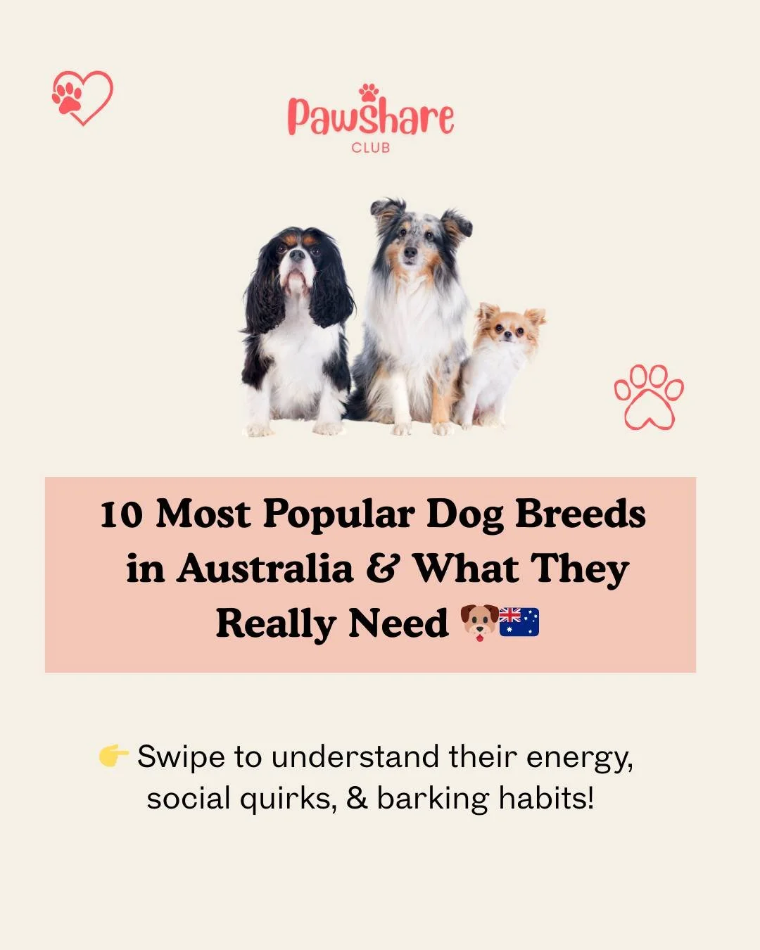 🐶 Thinking of getting a dog... or looking after one?
These are 🇦🇺 Australia&rsquo;s 10 most popular dog breeds &mdash; and what they really need to be happy, healthy &amp; calm at home.

🔍 From high-energy herders like the Kelpie... to cuddly cou