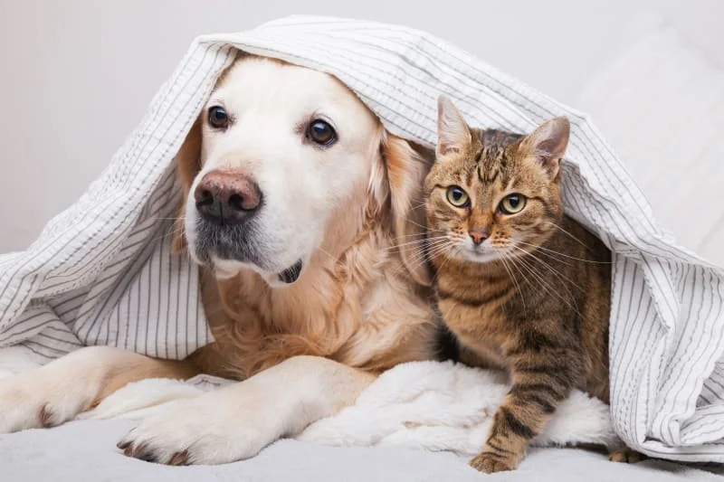 Pet Health and Wellness in Australia