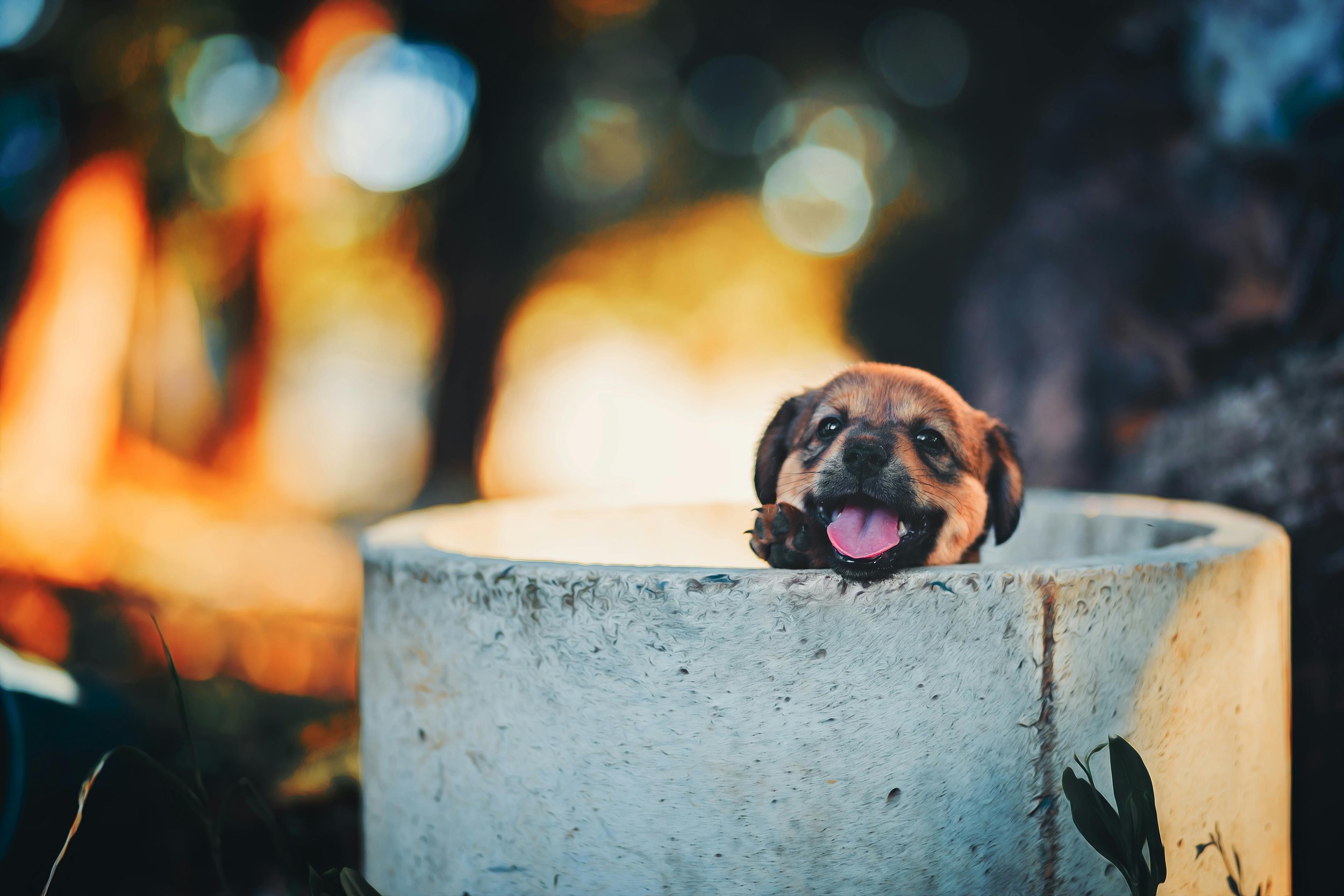 How to Spend Time With Dogs Without Owning One