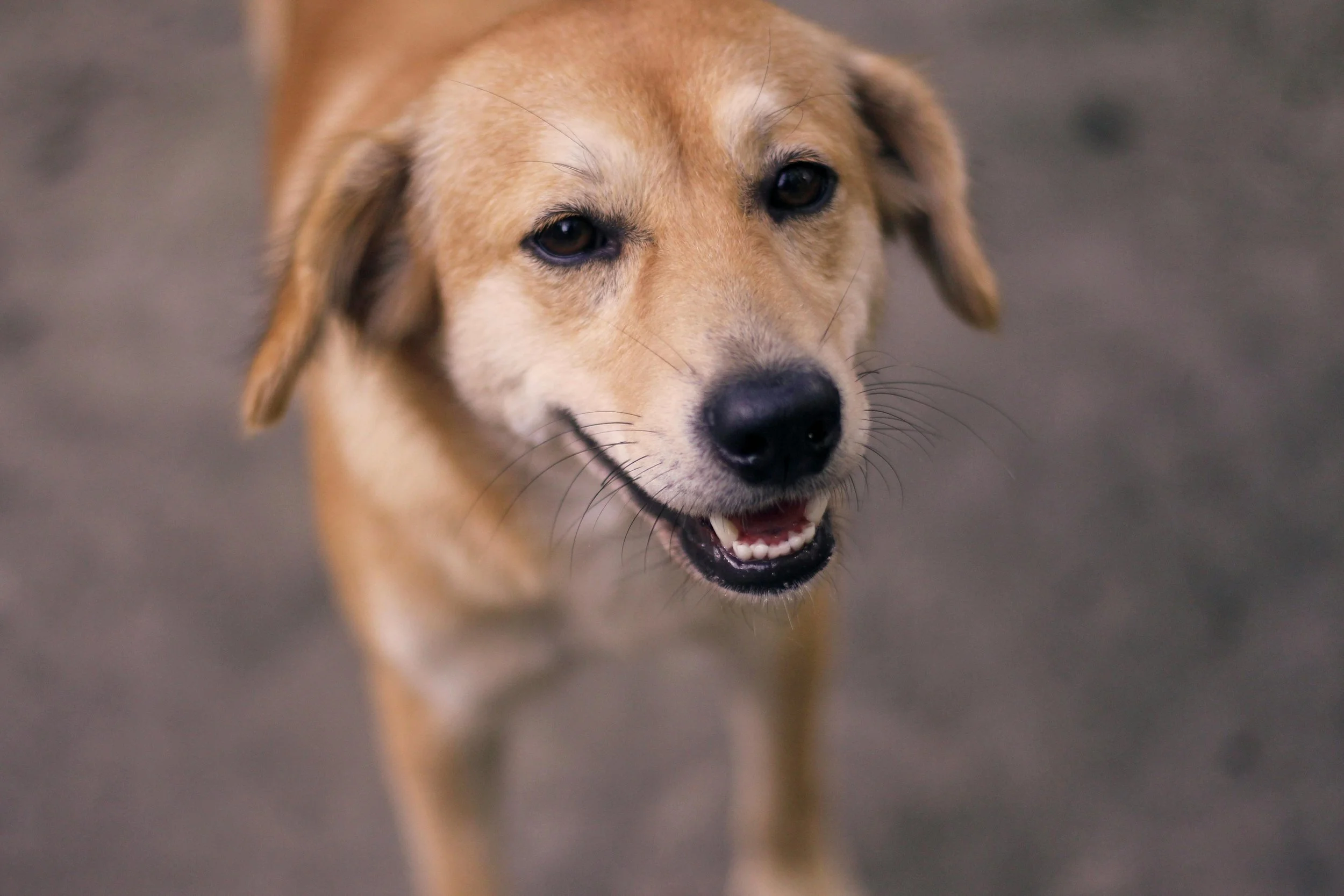 The Real Cost of Owning a Dog in Australia: What to Budget For