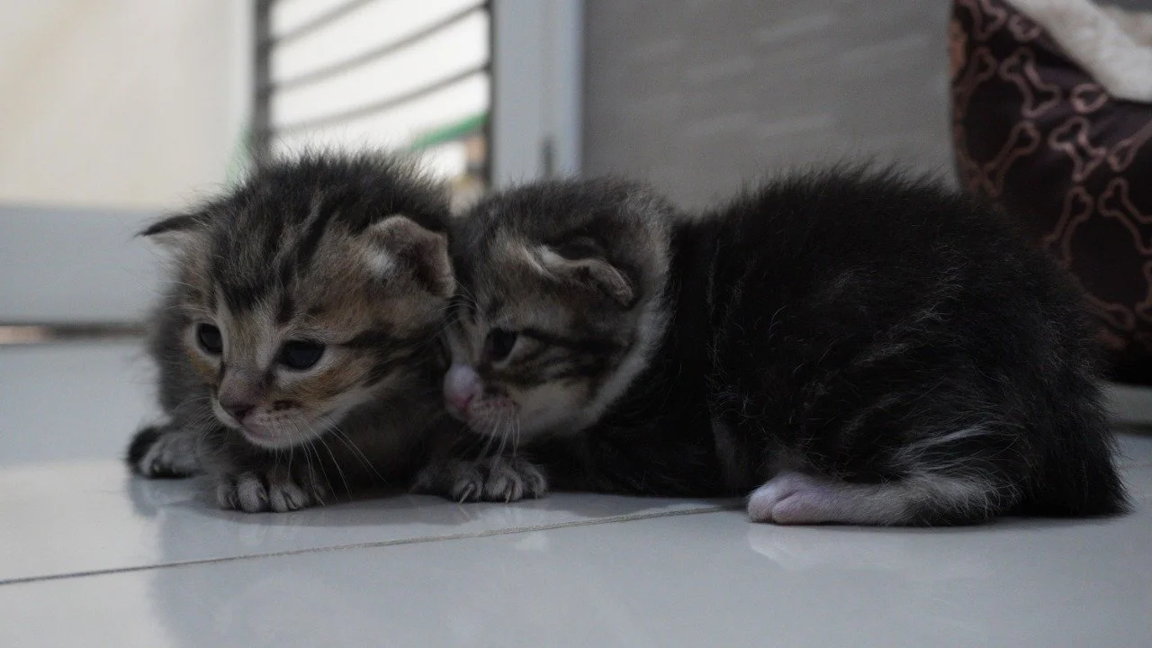 From Stray Cat to Family: One Foster's Story — and Why Trusted Pet Care Changes Everything