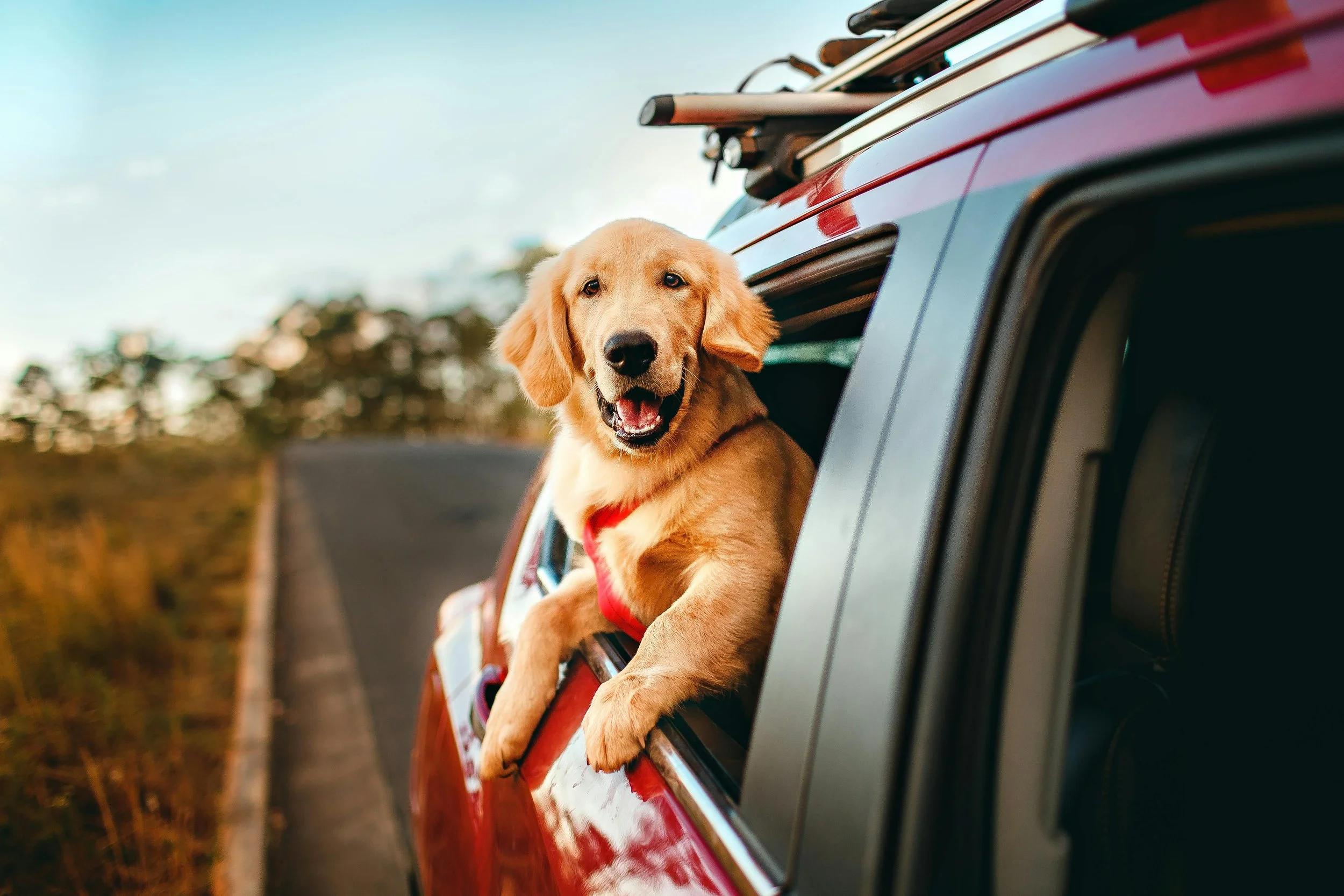 The Pet Owner's Guide to Travelling Australia (Without Leaving Anyone Behind)&nbsp;