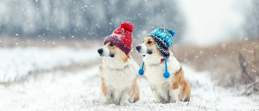 Winter 2026 Pet Events: The Perfect Way to Celebrate Community and Our Furry Companions