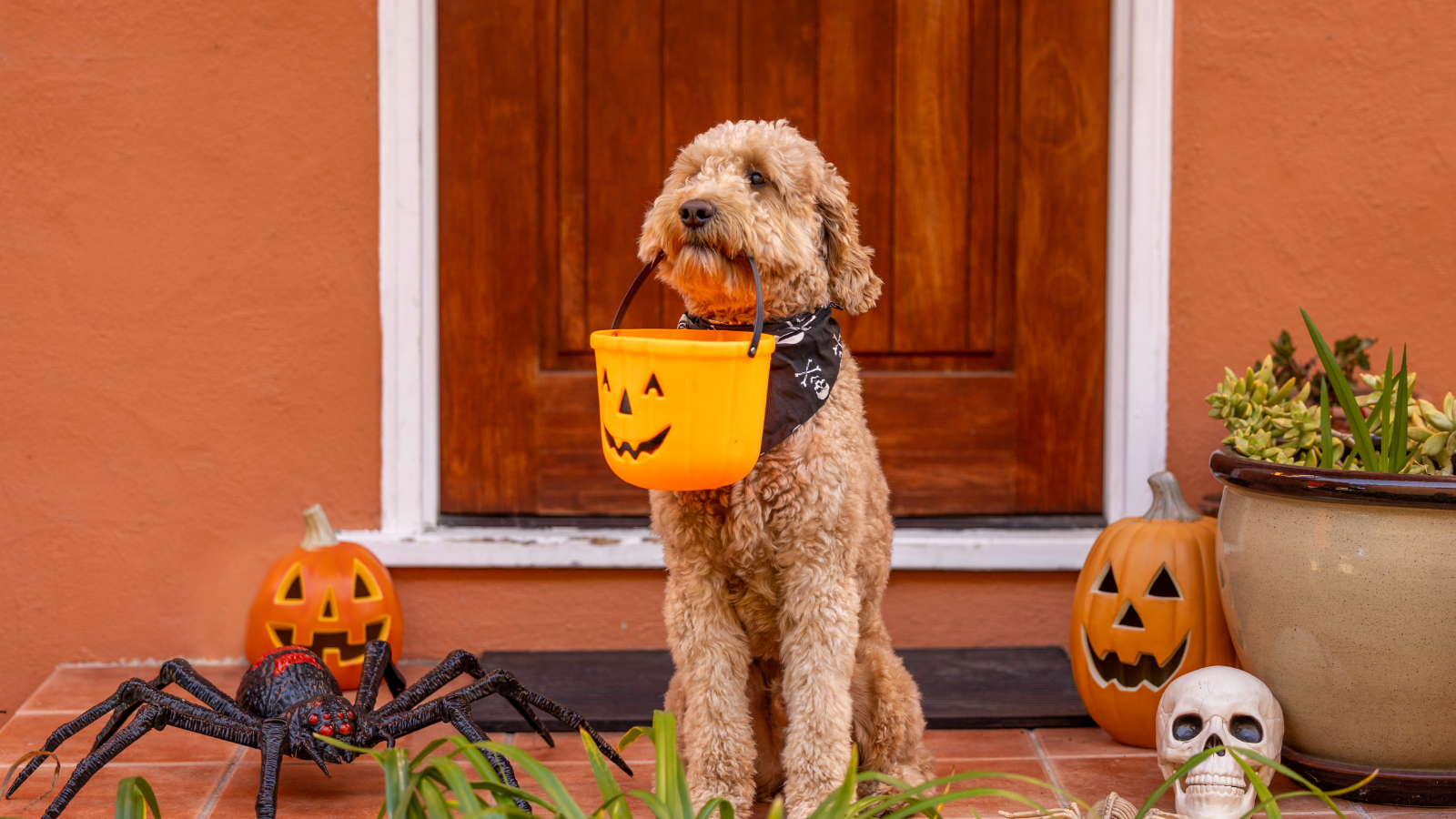 A dog with a Halloween basket in his mouth.
