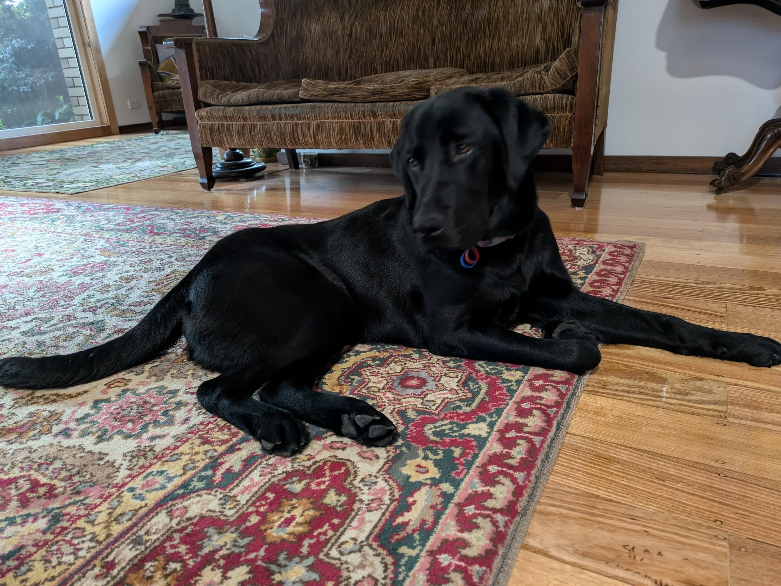 Pawshare Club dog sitting a dog