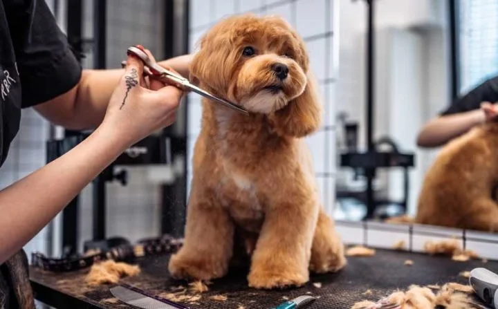 A dog getting its haircut.
