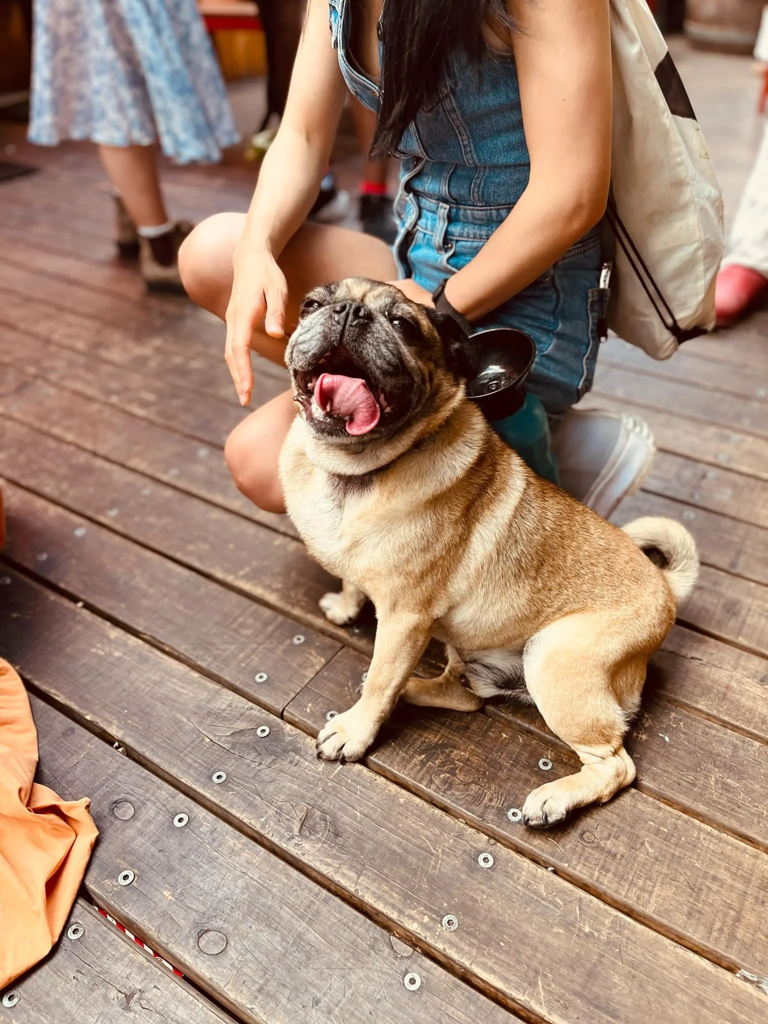 Cute dog with owner