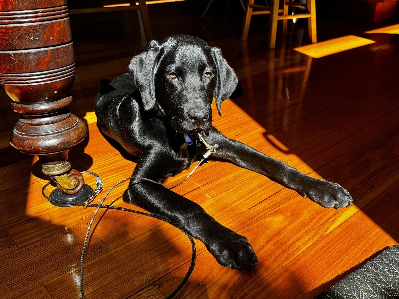 Pawshare Club member with dog