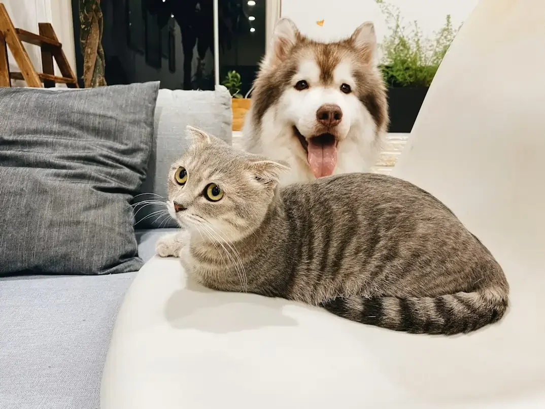 A grey tabby cat lying on a white sofa in front of grey cushions, with a happy, fluffy Husky dog standing behind it and sticking its tongue out.