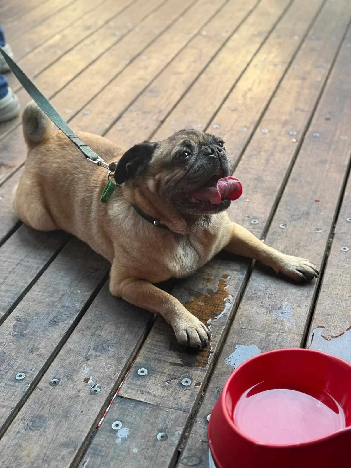 Pug dog walking