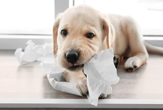 A puppy chewing on paper.
