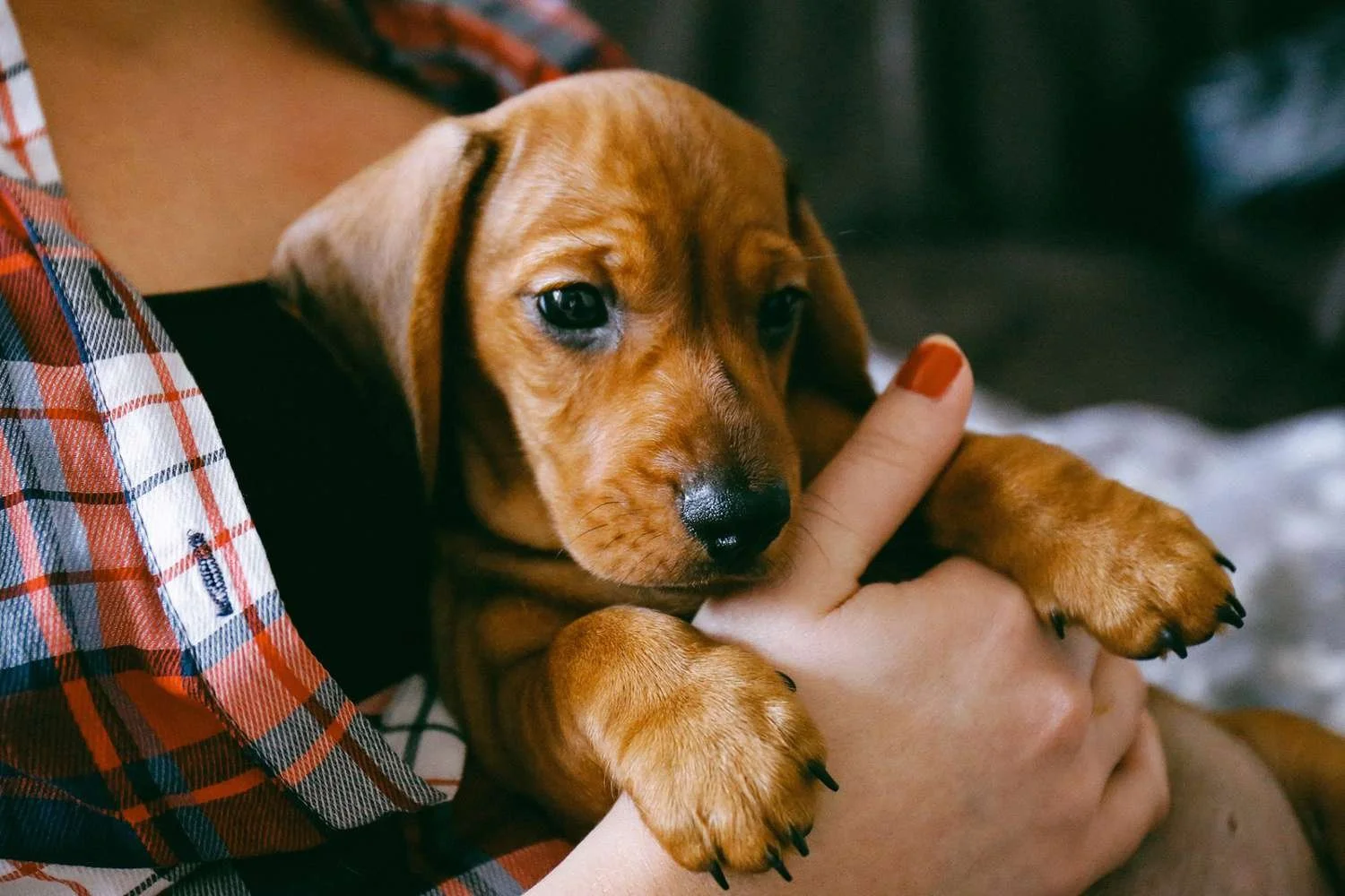 A woman craddling a puppy.