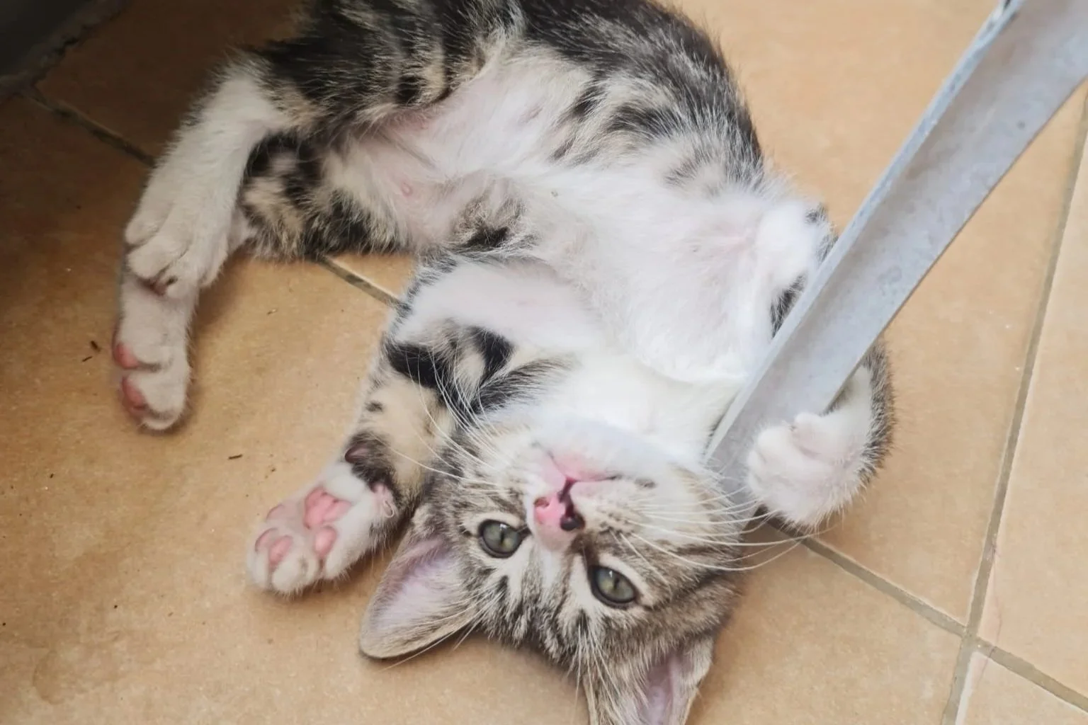 A kitten laying on his back.