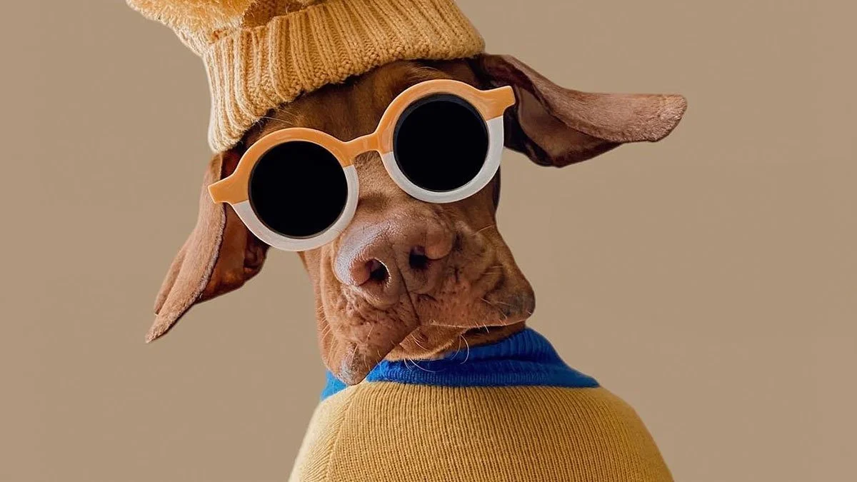 A fashionable dog with a beanie, sweater and sunglasses looking back.