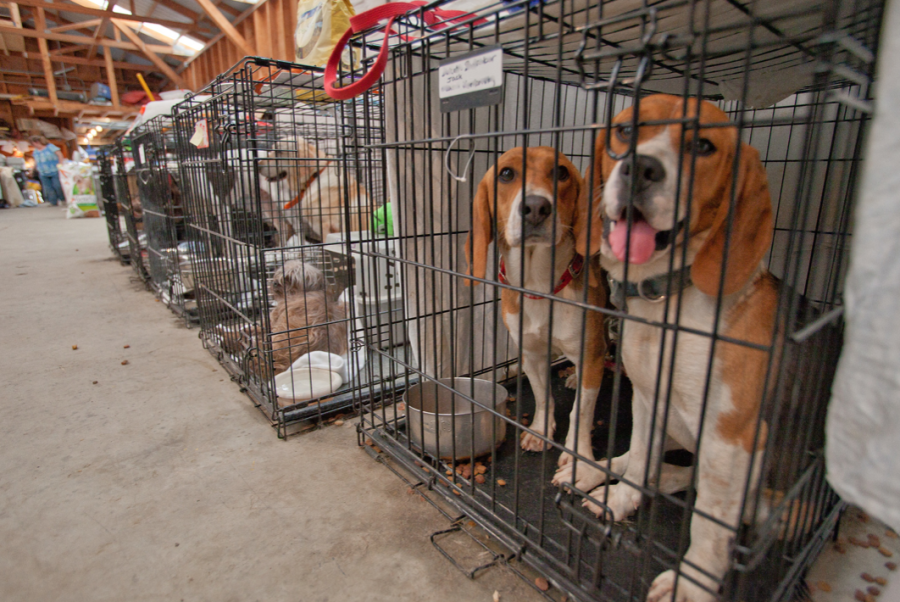 A picture of dogs in cages.