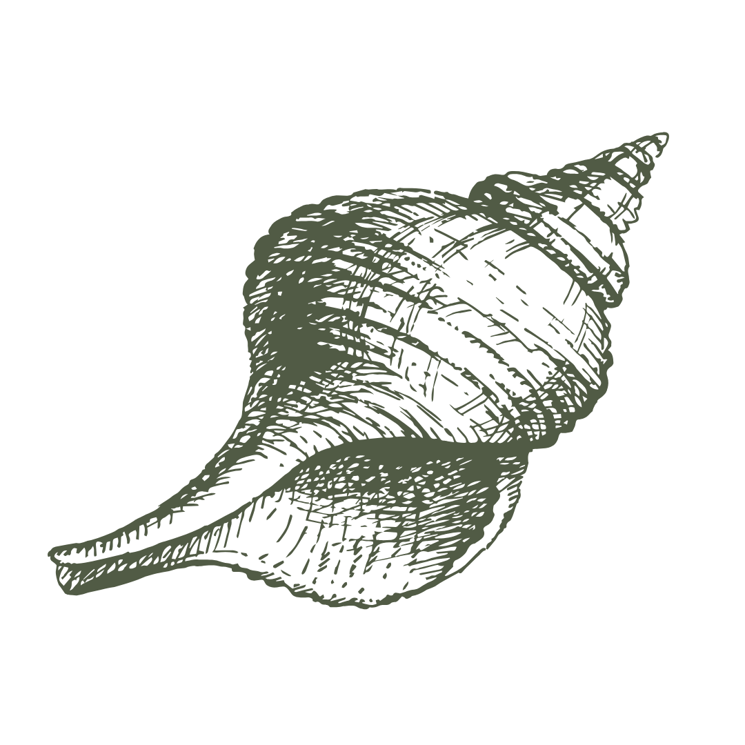 Sketch of a conch shell with detailed line shading
