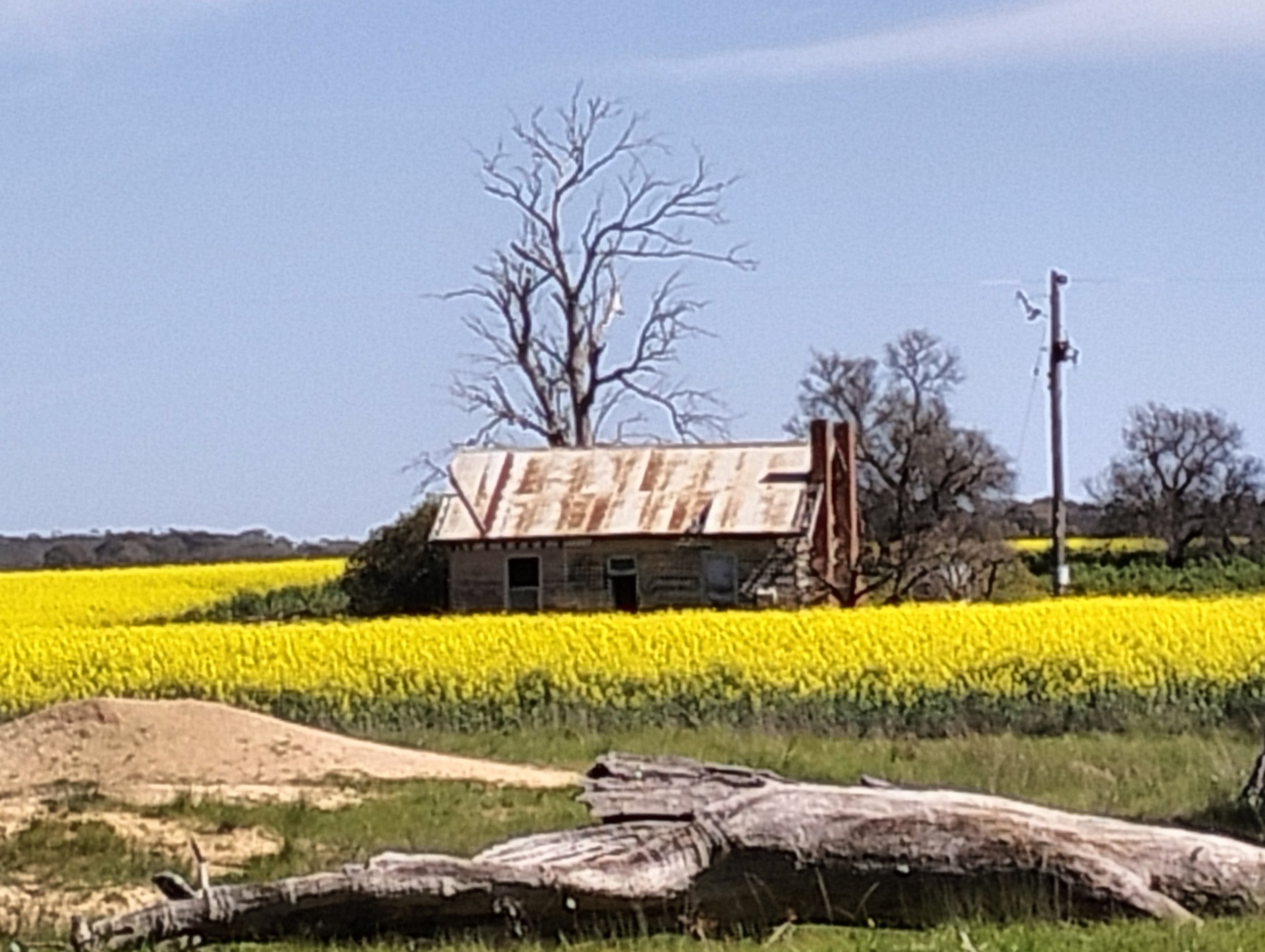 25. Maryanne Murdoch "Old home among the canola"
