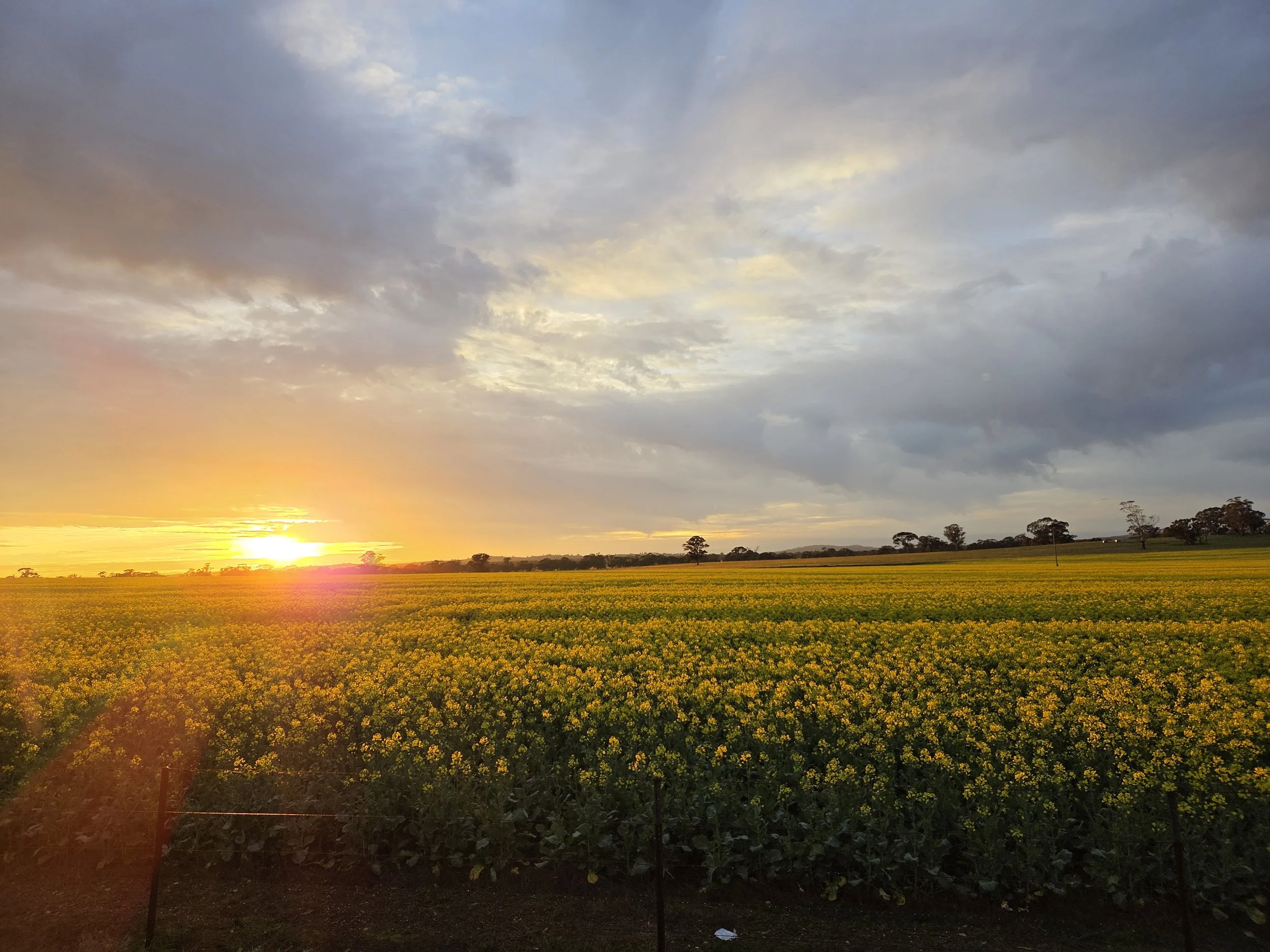 9. Dede-Jo Williams "Holy canola!"