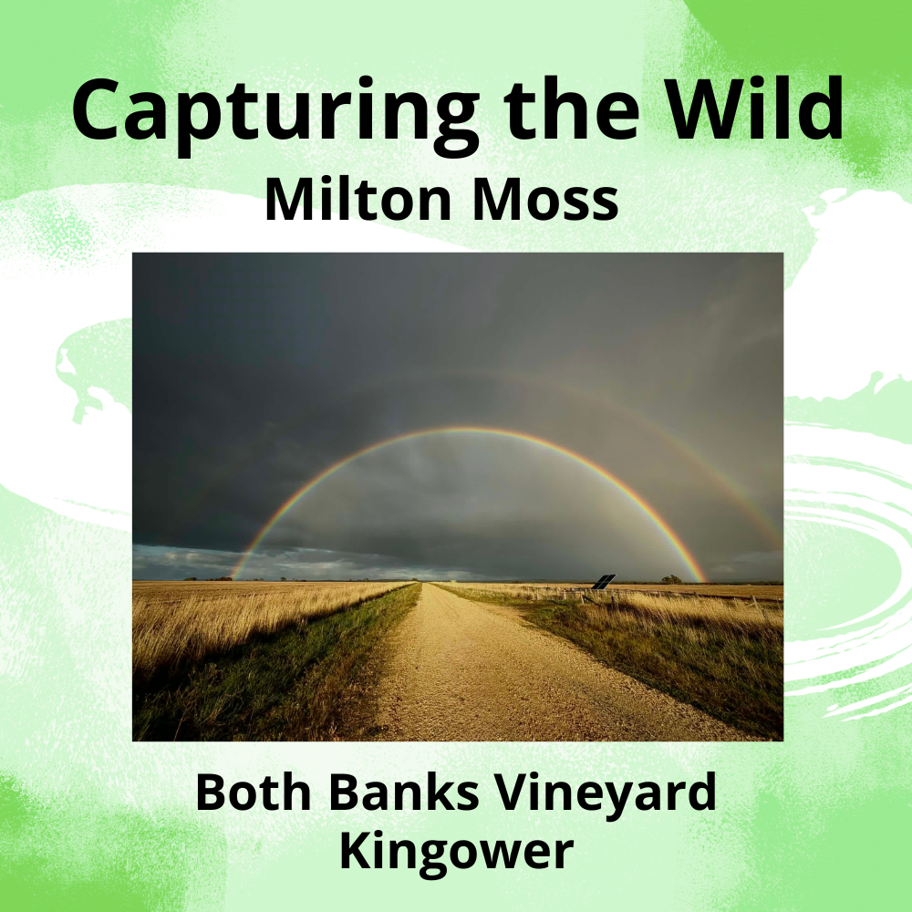 capturing the wild.png