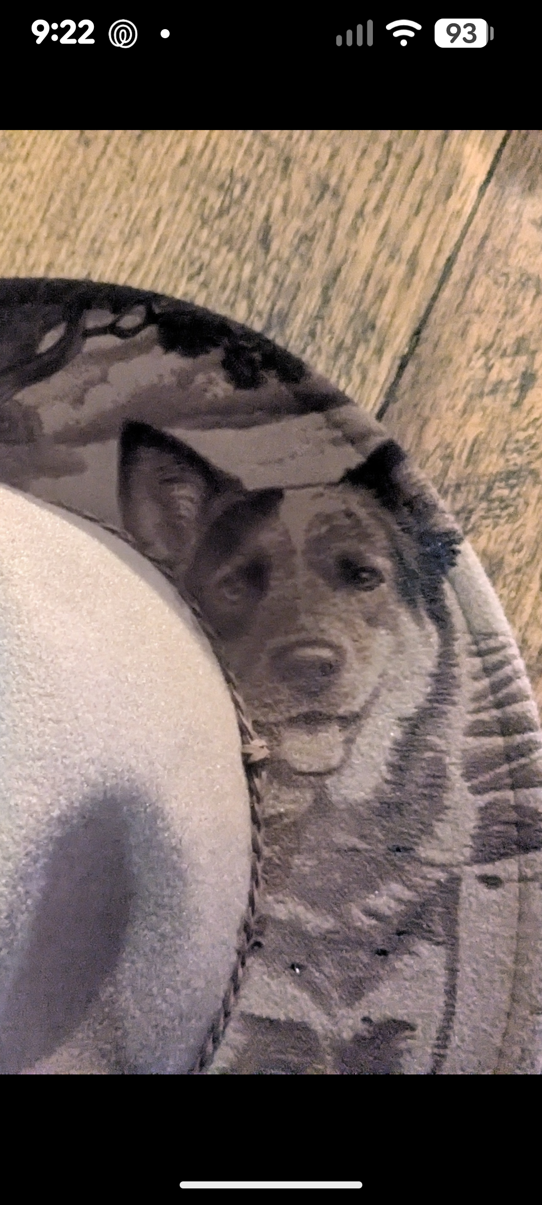 Blue Dog Burnt Art Hat