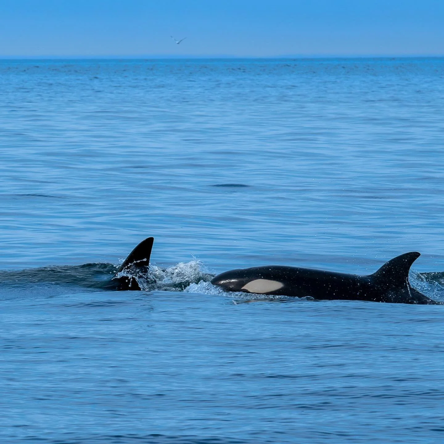 #lilibeyart #OceanBeauty #MarineLife #Orcas #SeaLions #Seals #WildlifePhotography #UnderwaterWorld #OceanVibes #NatureLovers #OceanLove #WildlifePerfection #MarineWildlife #OceanMagic #OceanWildlife #BluePlanet #NaturePhotography #WildlifePlanet #Exp