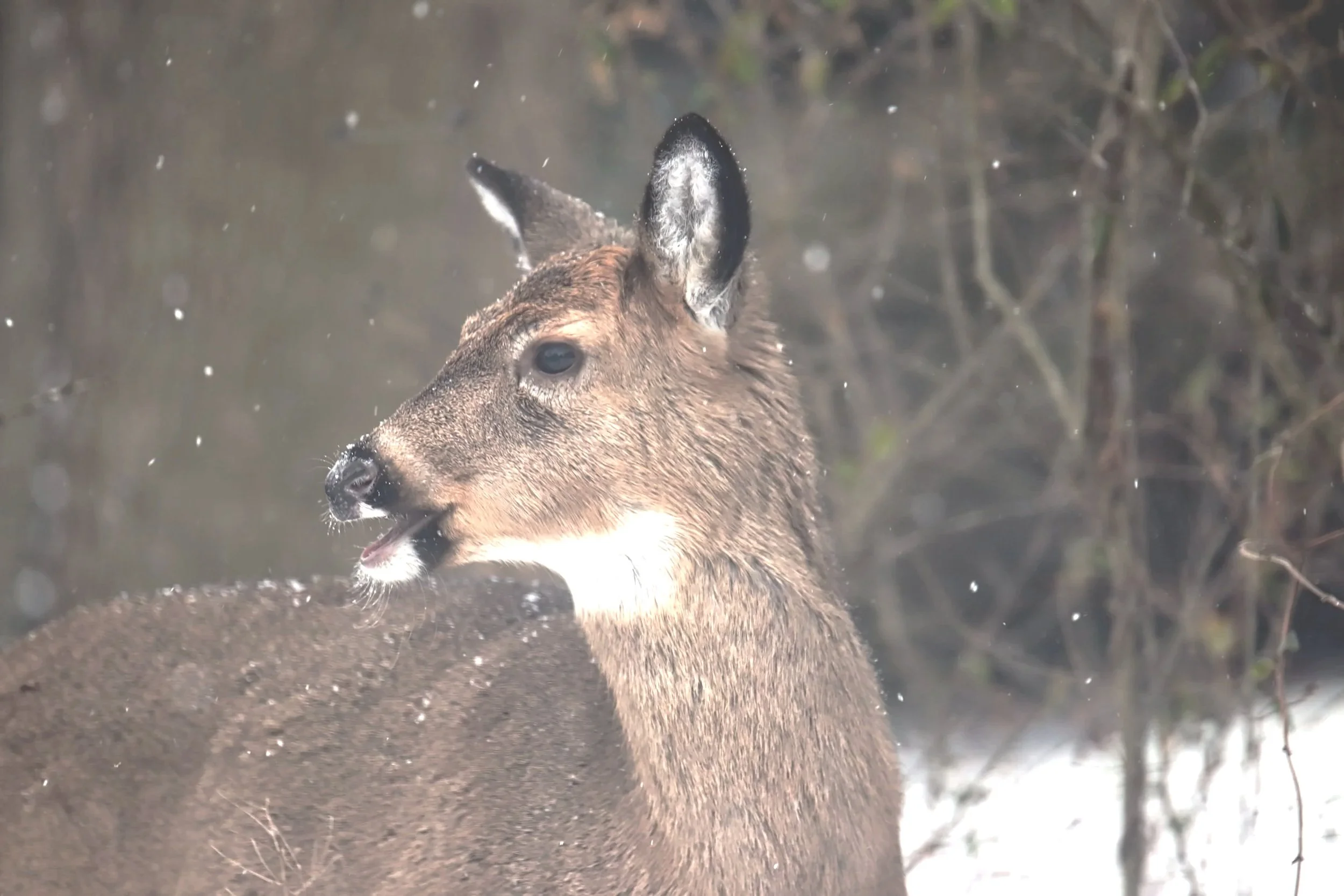 a whitetail doe with tropes overlaid