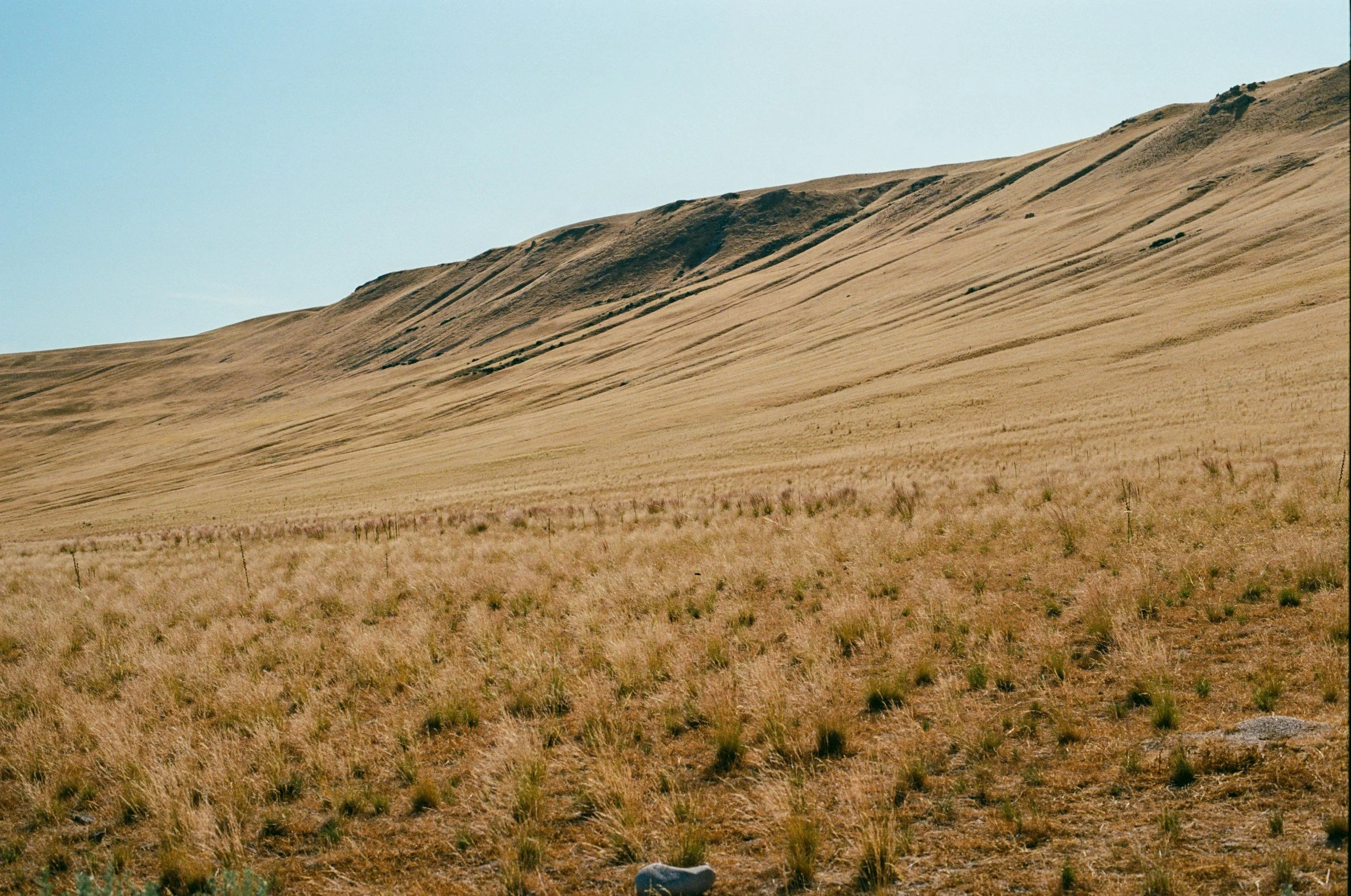 A vast, open grassland with dry, yellowish-brown grasses extending to the horizon, and rolling hills in the background under a clear blue sky.