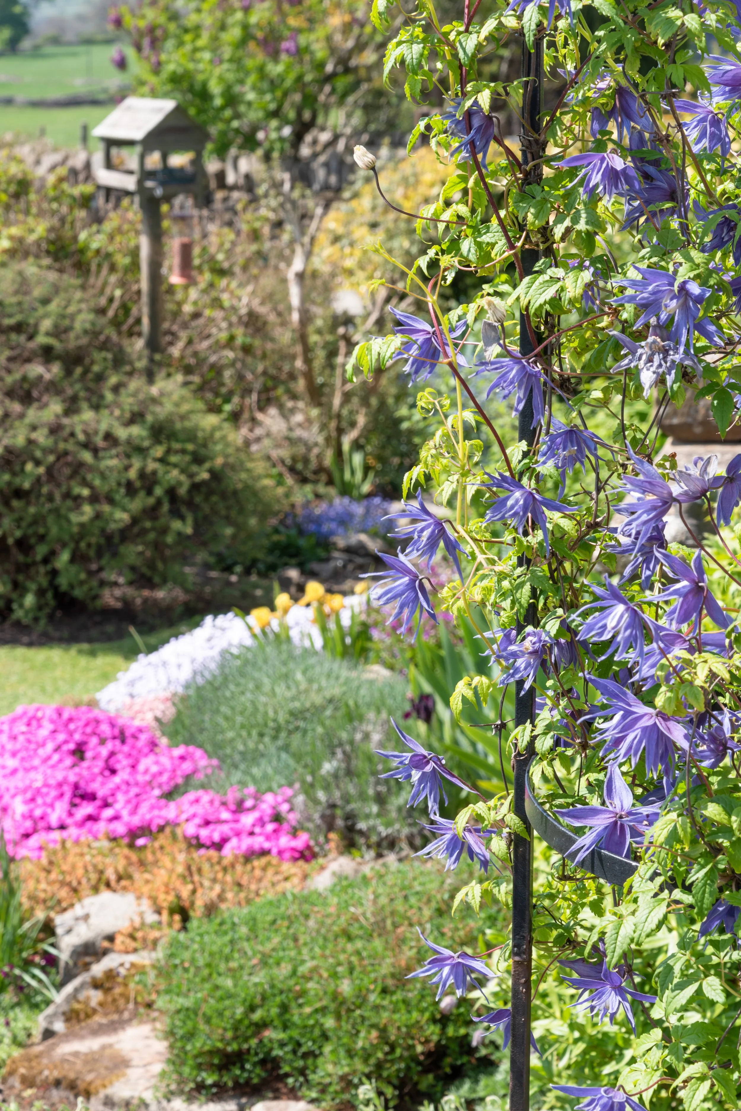 Colorful garden with purple flowers climbing a black trellis on the right, pink, white, yellow flowers in the background, and a blurred landscape of trees, grassy fields, and a small structure.