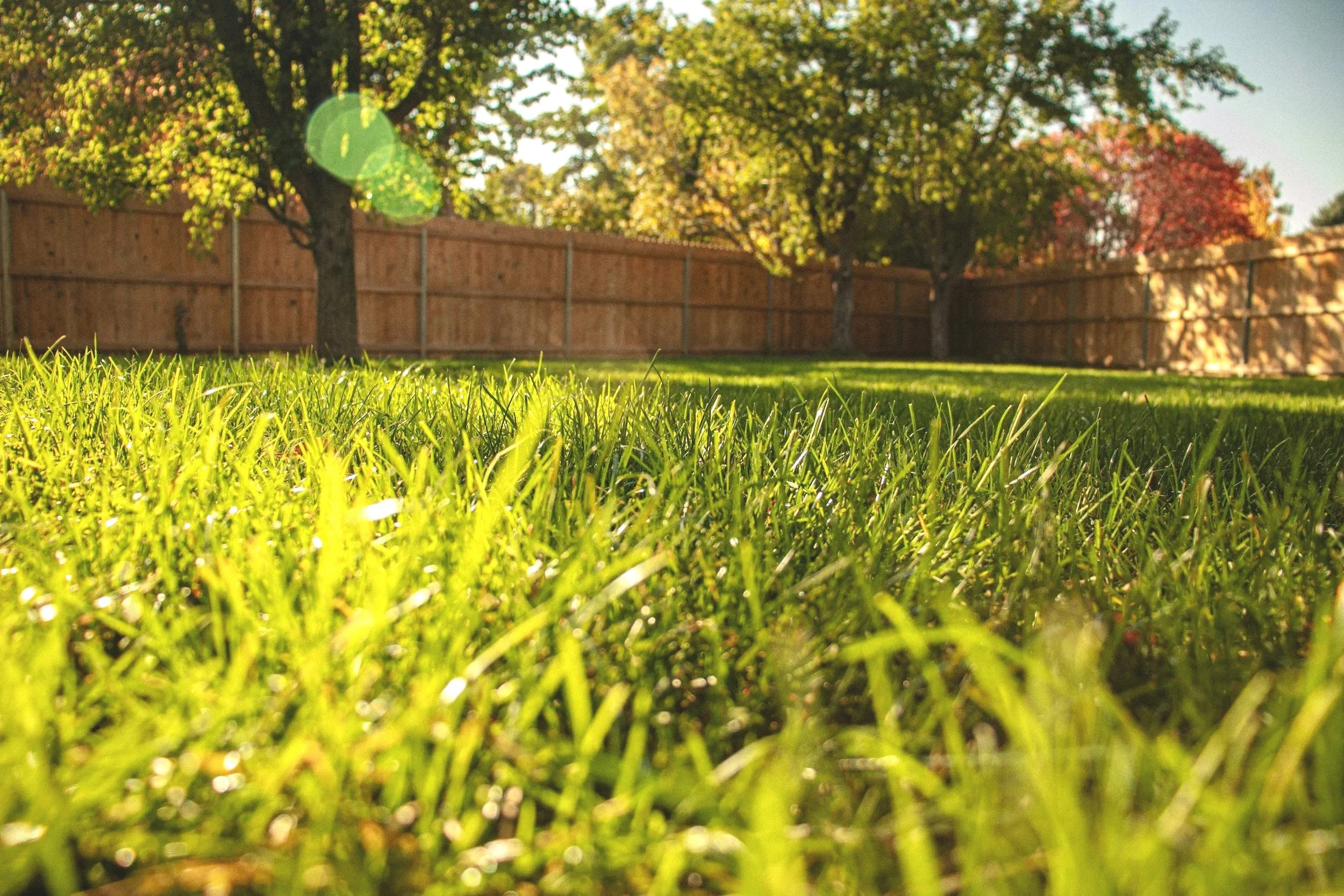 A backyard scene with green grass in the foreground, a wooden fence, and trees with green and red leaves in the background, with sunlight creating lens flare.