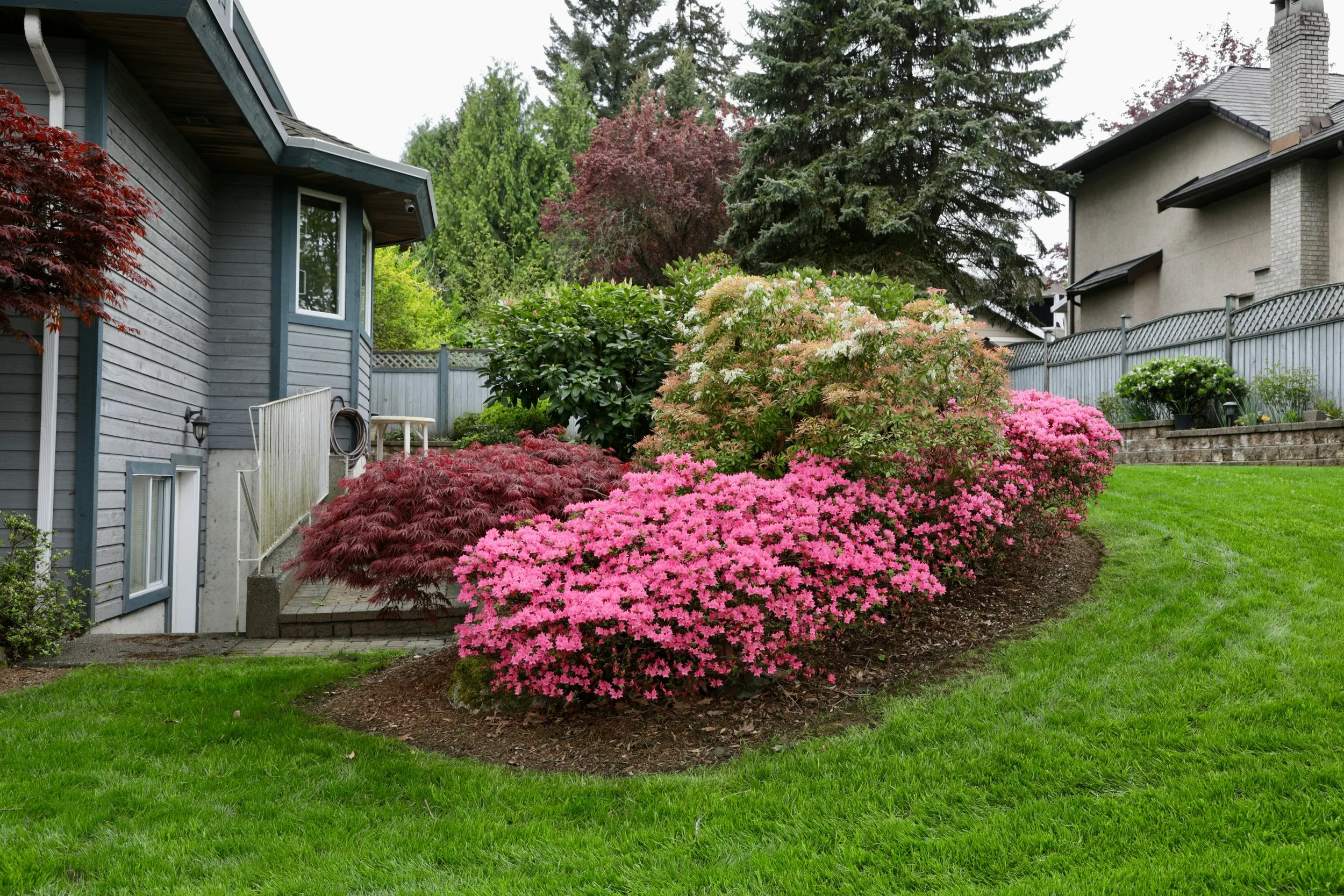 A backyard garden with various pink and green flowering bushes and trees, a gray house on the left and a neighboring house with a chimney on the right, enclosed by a gray wooden fence.