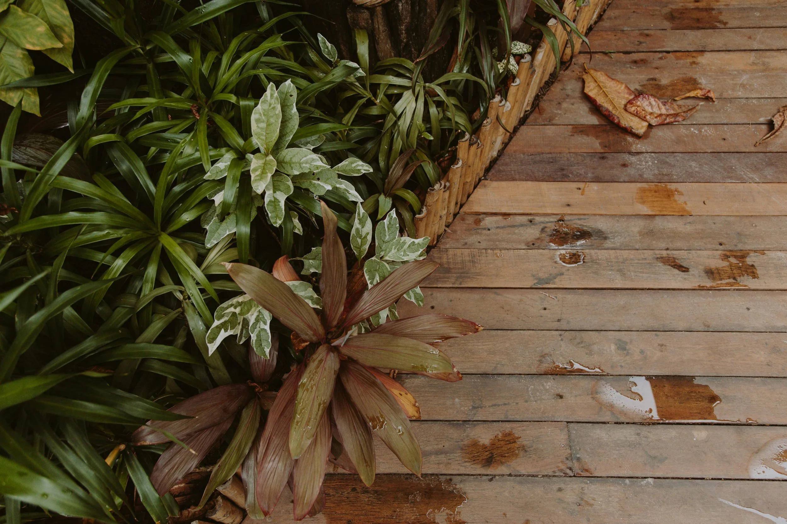 A wooden deck with some fallen leaves and a garden bed containing various green and variegated plants.